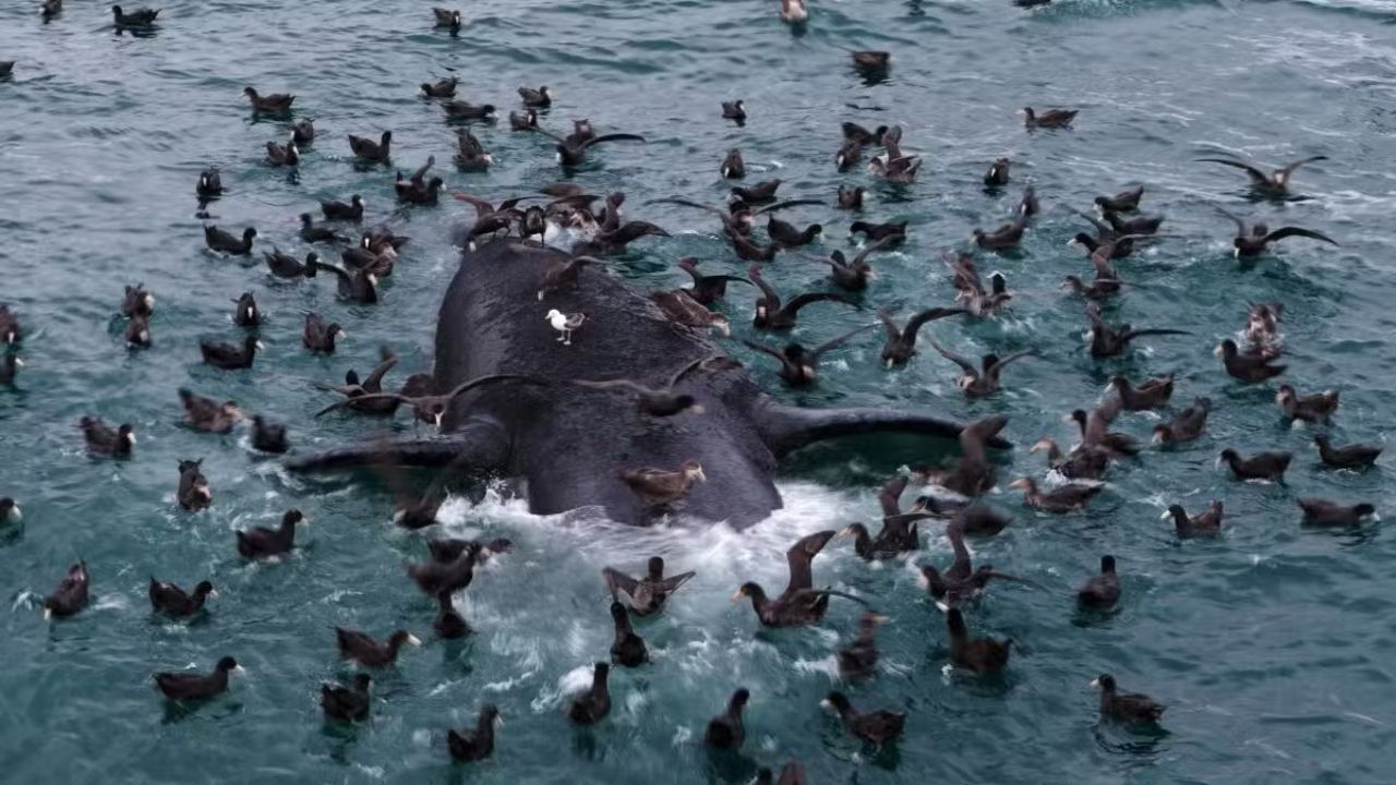 Bacteria Detected in Dead Right Whale Calves in Argentina as Scientists Test Whether Gull Wounds Opened the Door