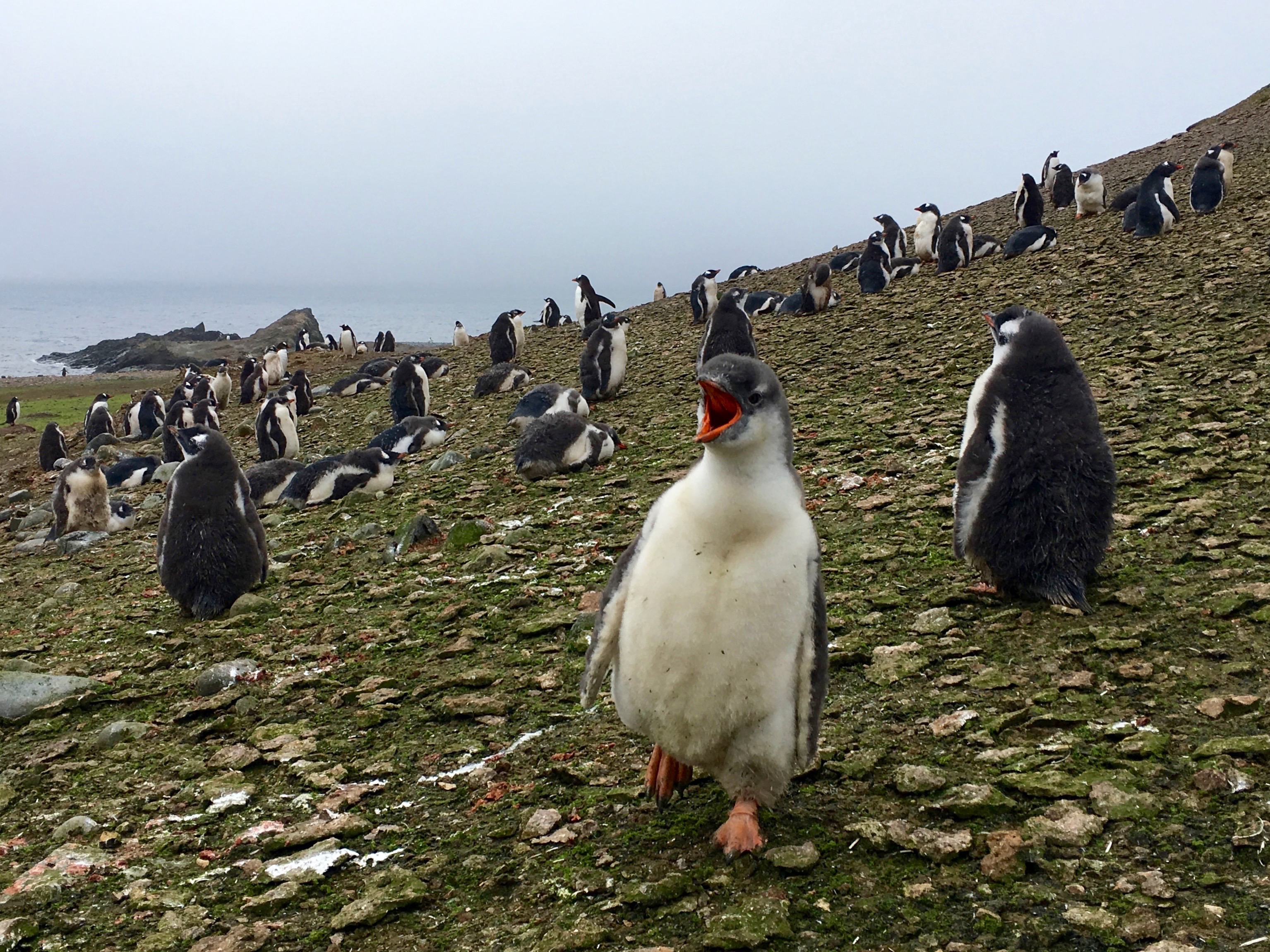 Zavodovski Island Lost More Than Half a Million Chinstrap Penguins in 14 Years, and Researchers Link It to Shifting Krill