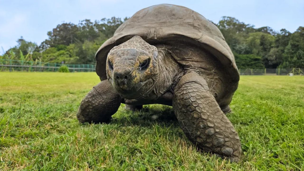 Jonathan the 194-Year-Old Tortoise Has Gene Switches That Look as Young as a 5-Year-Old's, Researchers Say