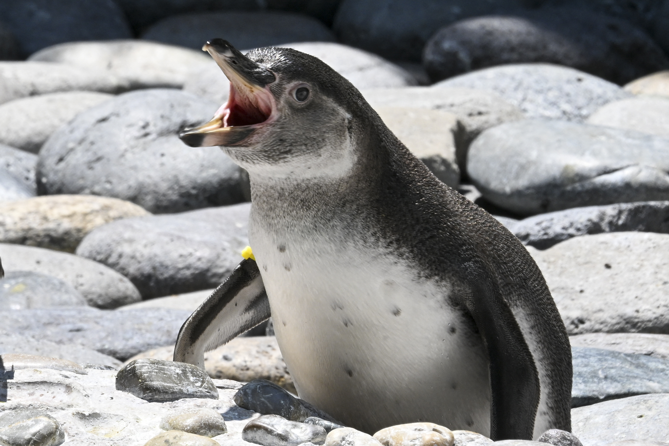 natureworldnews.com - Lucas Caldwell - Penguin Poop Is Fueling Green Snow Algae in Antarctica, and Green Snow Absorbs About 40% More Sunlight Than Clean Snow