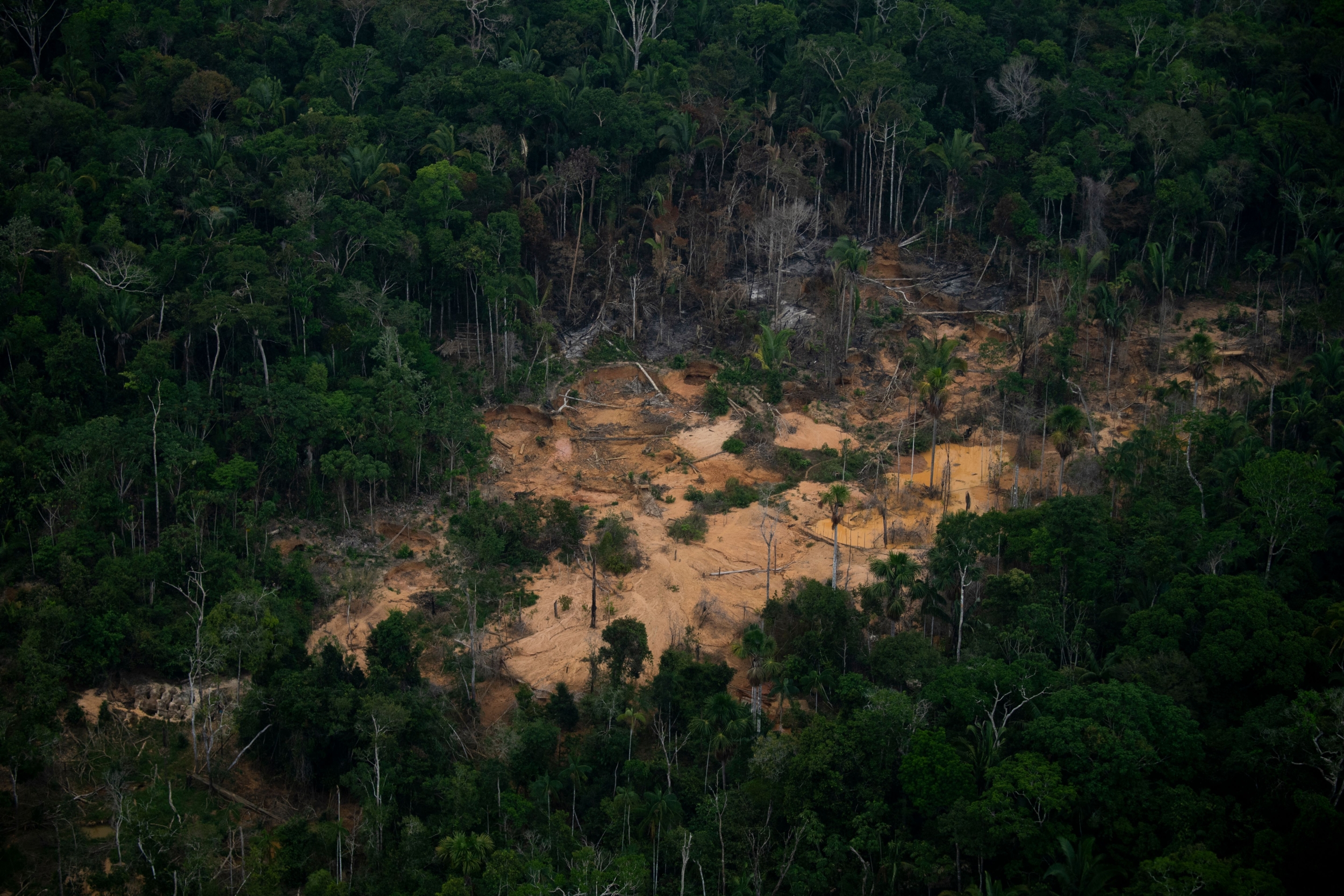 The Record Heat of 2023 and 2024 Could Become a Normal Year in Most Tropical Forests by 2043, Study Projects