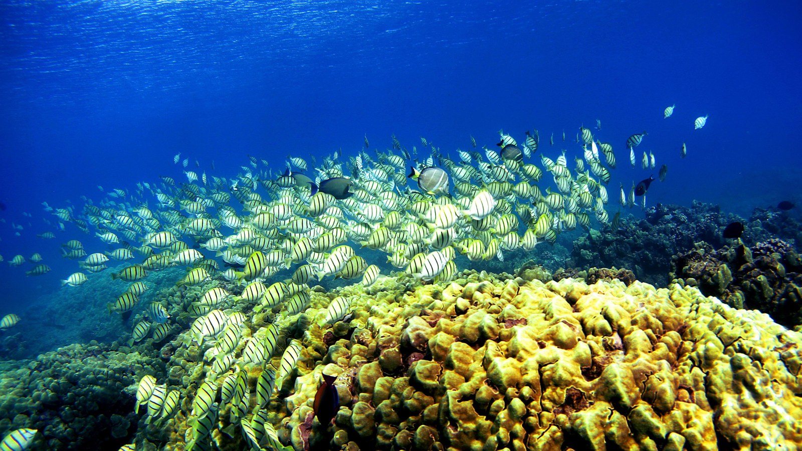 Underwater Speakers Playing Healthy Reef Sounds in Hawaii Drew More Baby Coral and 4 to 14 Times More Fish Larvae