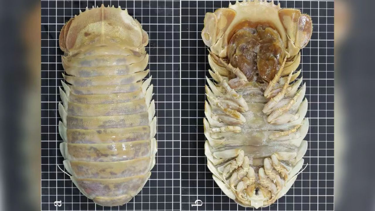 Giant Deep-Sea Isopod Labeled as a Known Species in a German Collection for About 40 Years Turns Out to Be New to Science