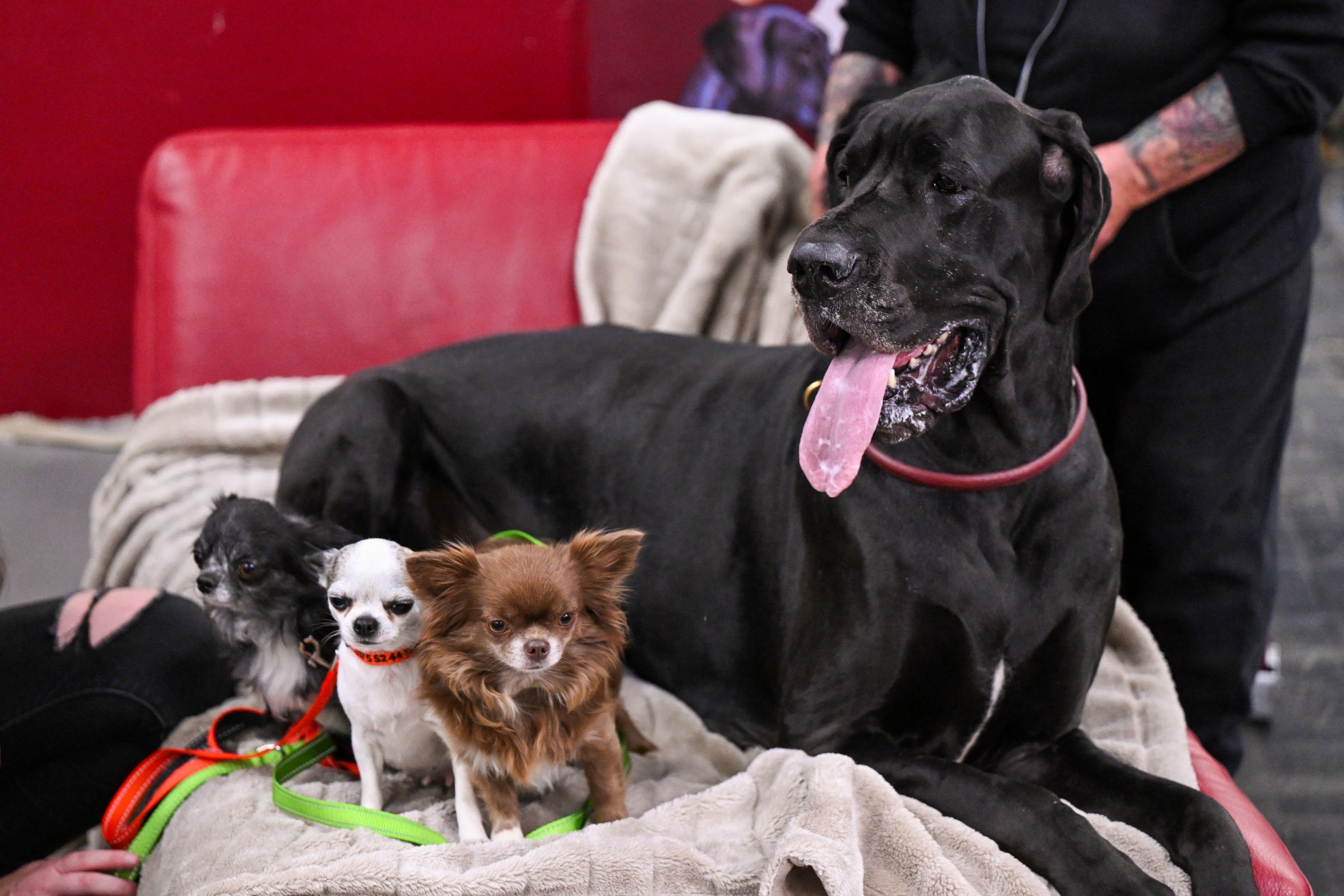 Big Dogs Age Faster at the Molecular Level as Ancient Jumping Genes Lose Their Chemical Brakes Sooner, Dog Aging Project Study Finds