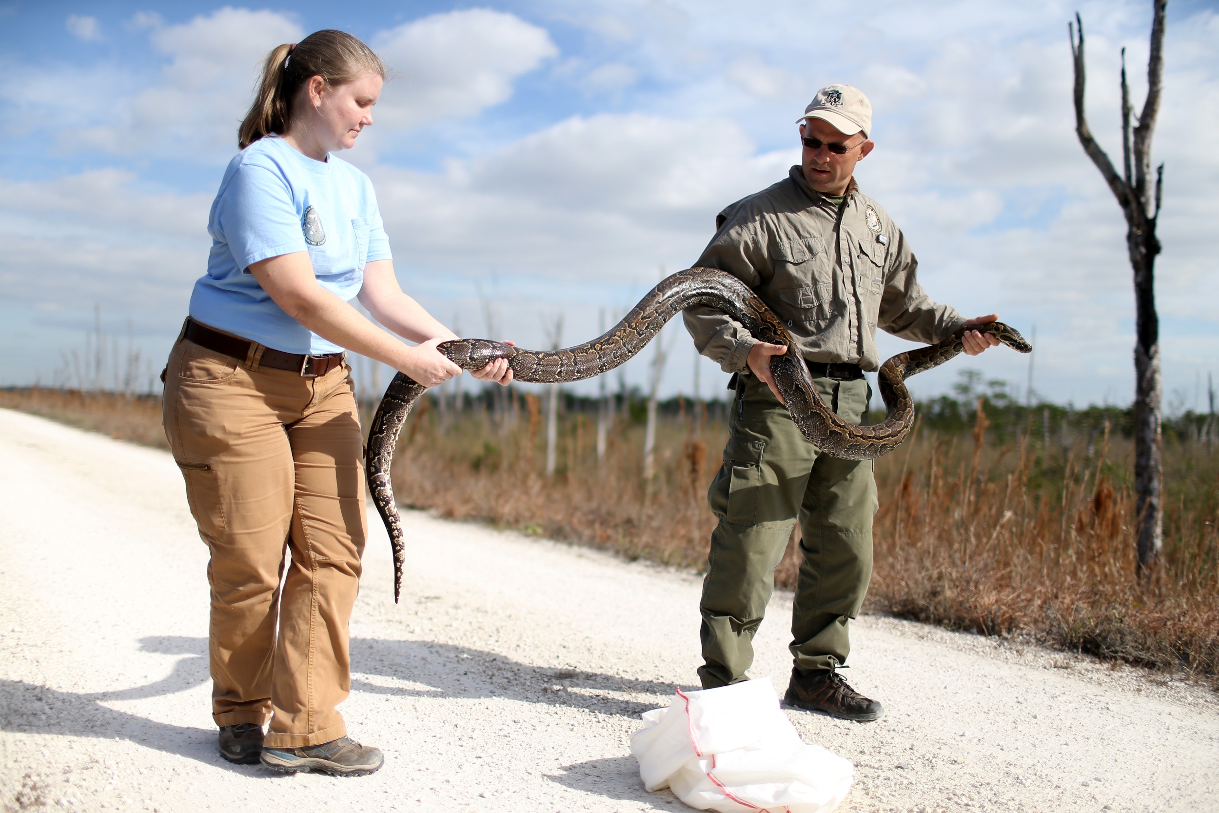 Burmese Pythons May Be Spreading Seeds Across the Everglades, Federal and University Researchers Report