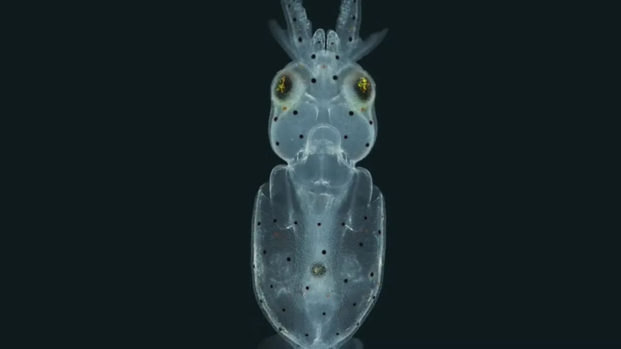 Squid Are Covered in Far More Ear-Like Hair Cells Than Scientists Knew, and May Tune Them Like Human Ears