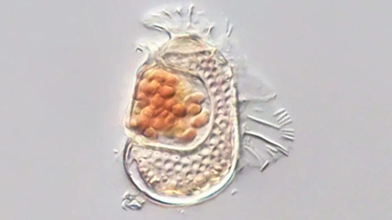 A Microbe Hiding Inside Ocean Plankton Has Just 238,000 DNA Base Pairs, the Smallest Archaeal Genome on Record