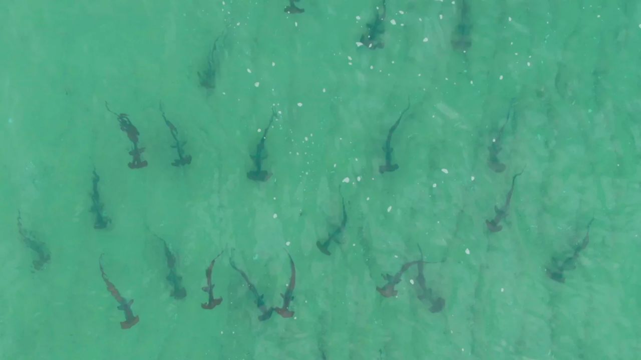 Drones Spot Groups of Up to 100 Young Critically Endangered Hammerhead Sharks Gathering Near Popular Queensland Beaches