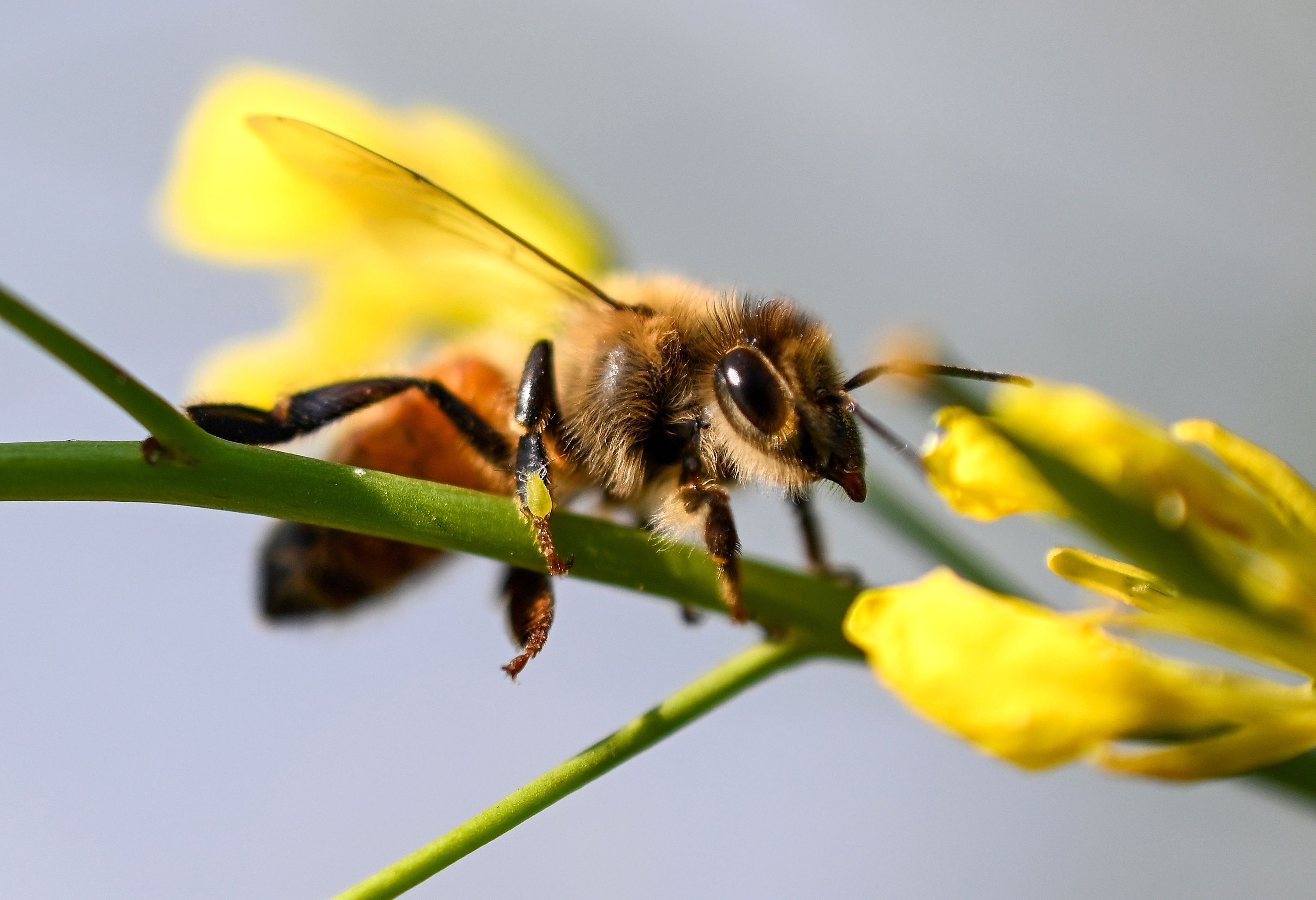 Slow-Motion Video Shows a Honeybee Stinger Keeps Pumping Venom After It Is Torn From the Bee's Body