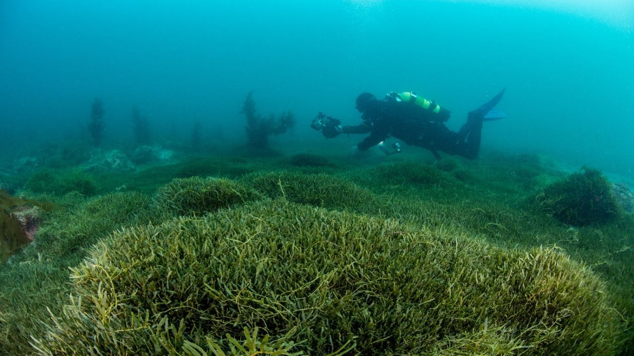 New Zealand Tests UV Lights and Suction Dredges Against a Wily Invasive Seaweed Spread on Boat Anchors and Fishing Gear