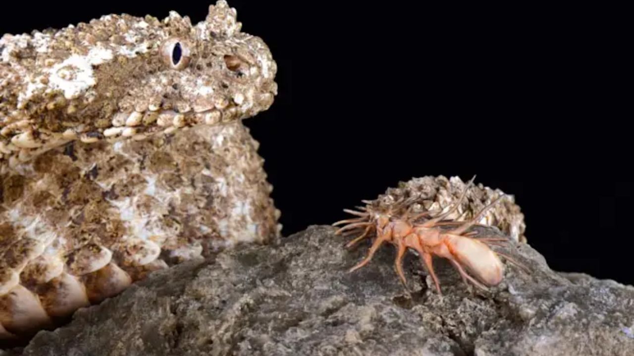 This Snake Wiggles a Fake Spider on Its Tail, and 3D Scans Show the Lure Is Built From Scales Found in No Other Living Reptile