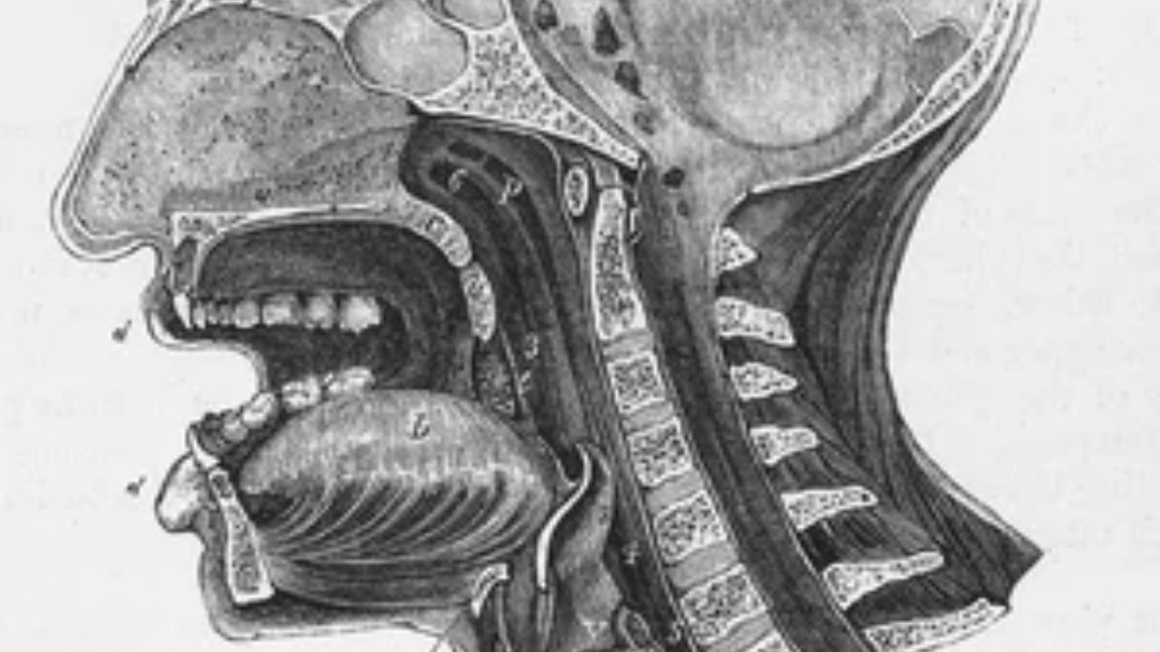 Subtle Differences in the Shape of Our Vocal Tracts May Help Explain Why Humans Speak Thousands of Languages