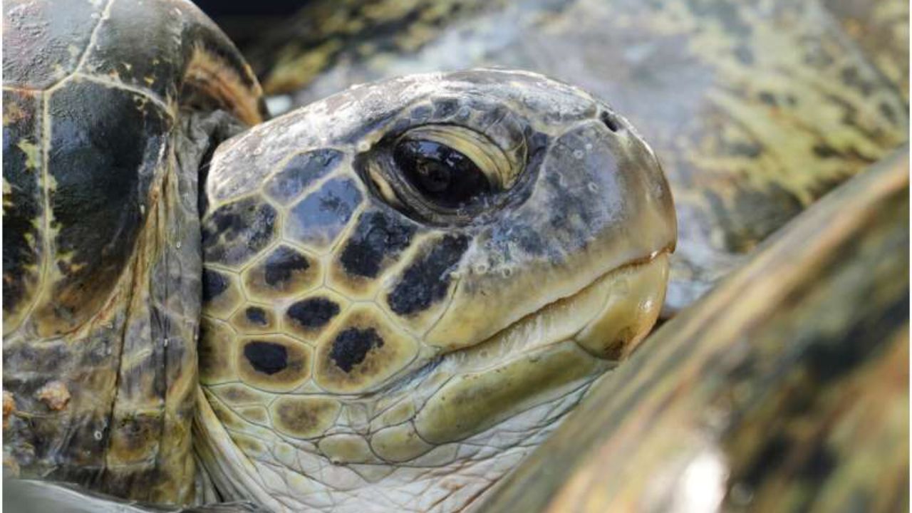 Twenty Green Sea Turtles Found on an Abandoned Smuggling Boat Return to the Ocean Off Bali's Turtle Island