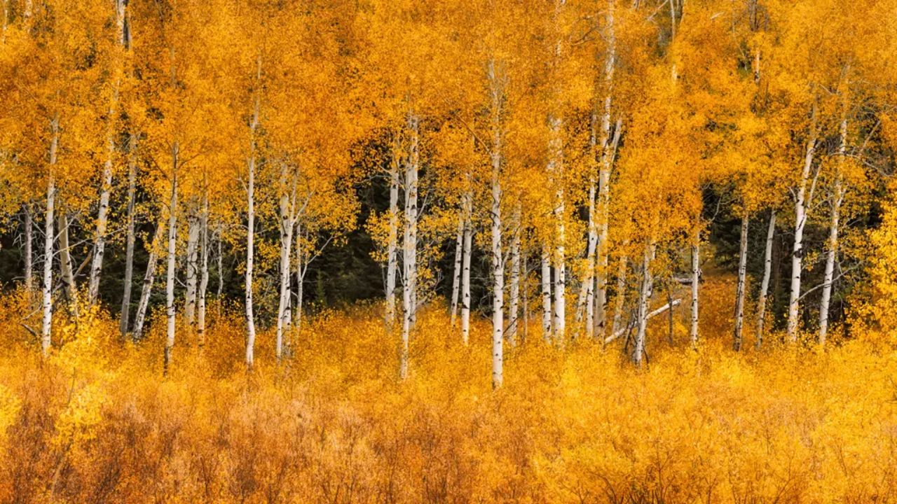 Aspen Trees Remember Past Droughts in Their Leaves, Shifting Their Chemical Defenses Against Insects for Years Afterward