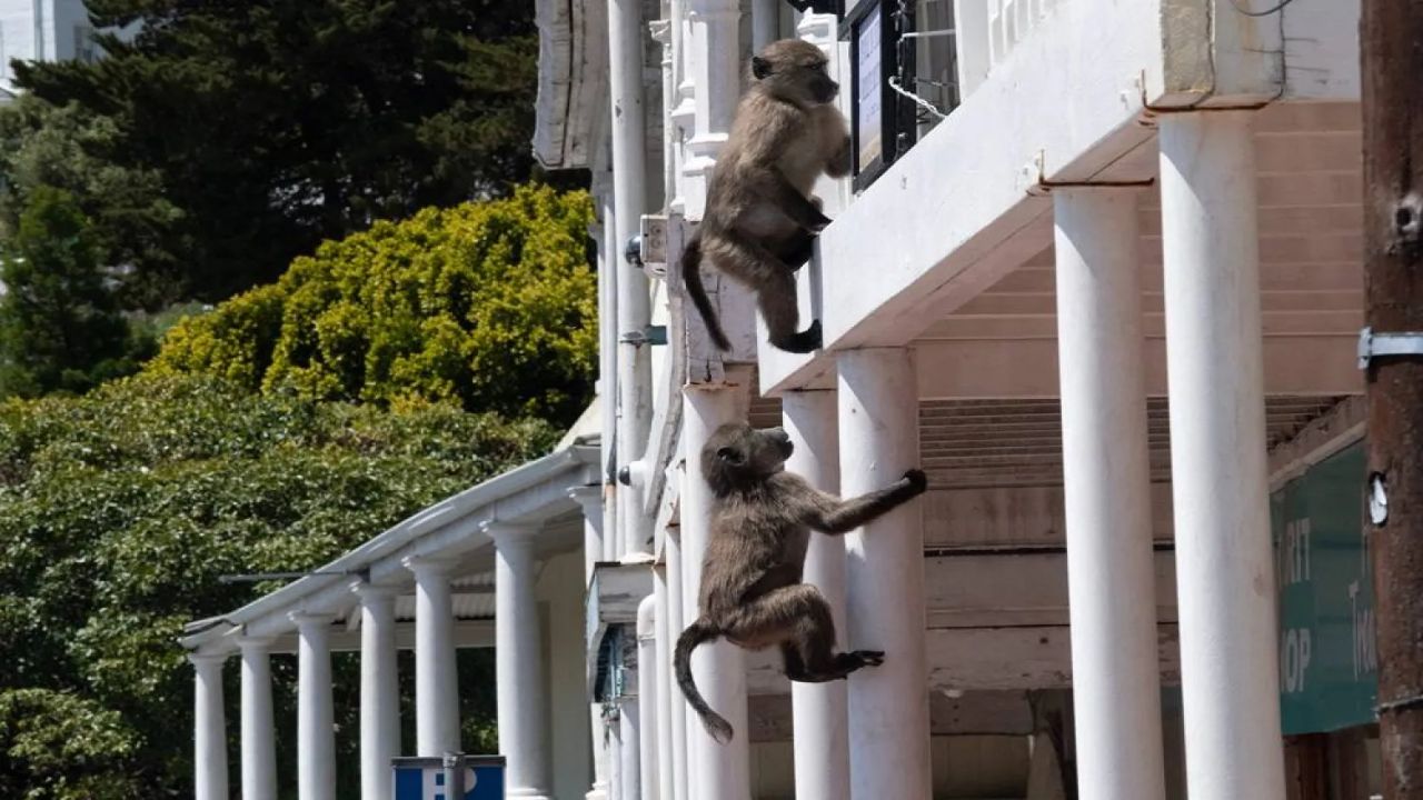 Cape Town Prepares to Capture 60 Simon's Town Baboons for a Fenced Center as Protests Continue