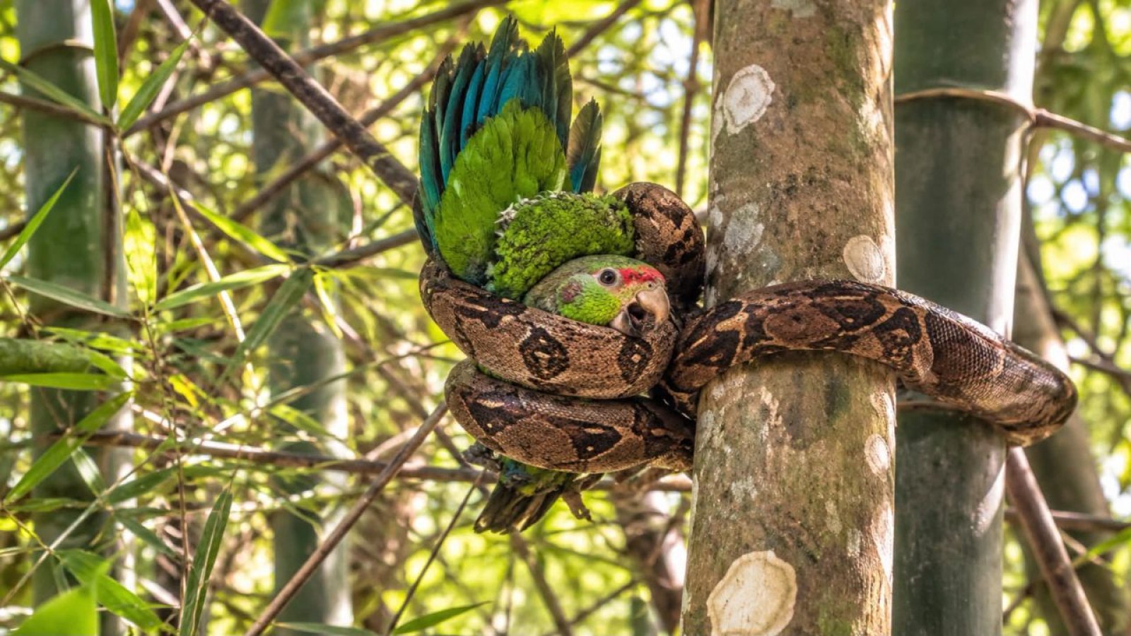Frantic Flock Calls Led a Federal Biologist to a Boa Squeezing a Critically Endangered Puerto Rican Parrot Chick