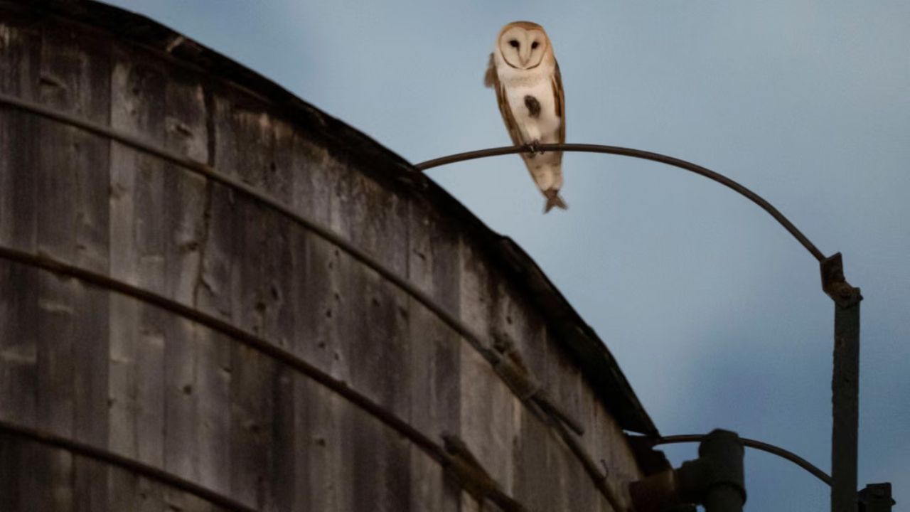 A Family of Barn Owls Is Raising Young in a Manhattan Water Tower, Likely the First Known Nest on the Island in Modern Times