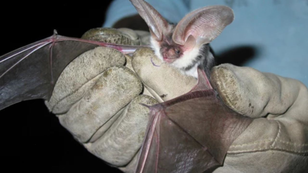Spotted Bats in an Arizona Cave Share a Maternal DNA Lineage with Bats That Died There 2,100 Years Ago