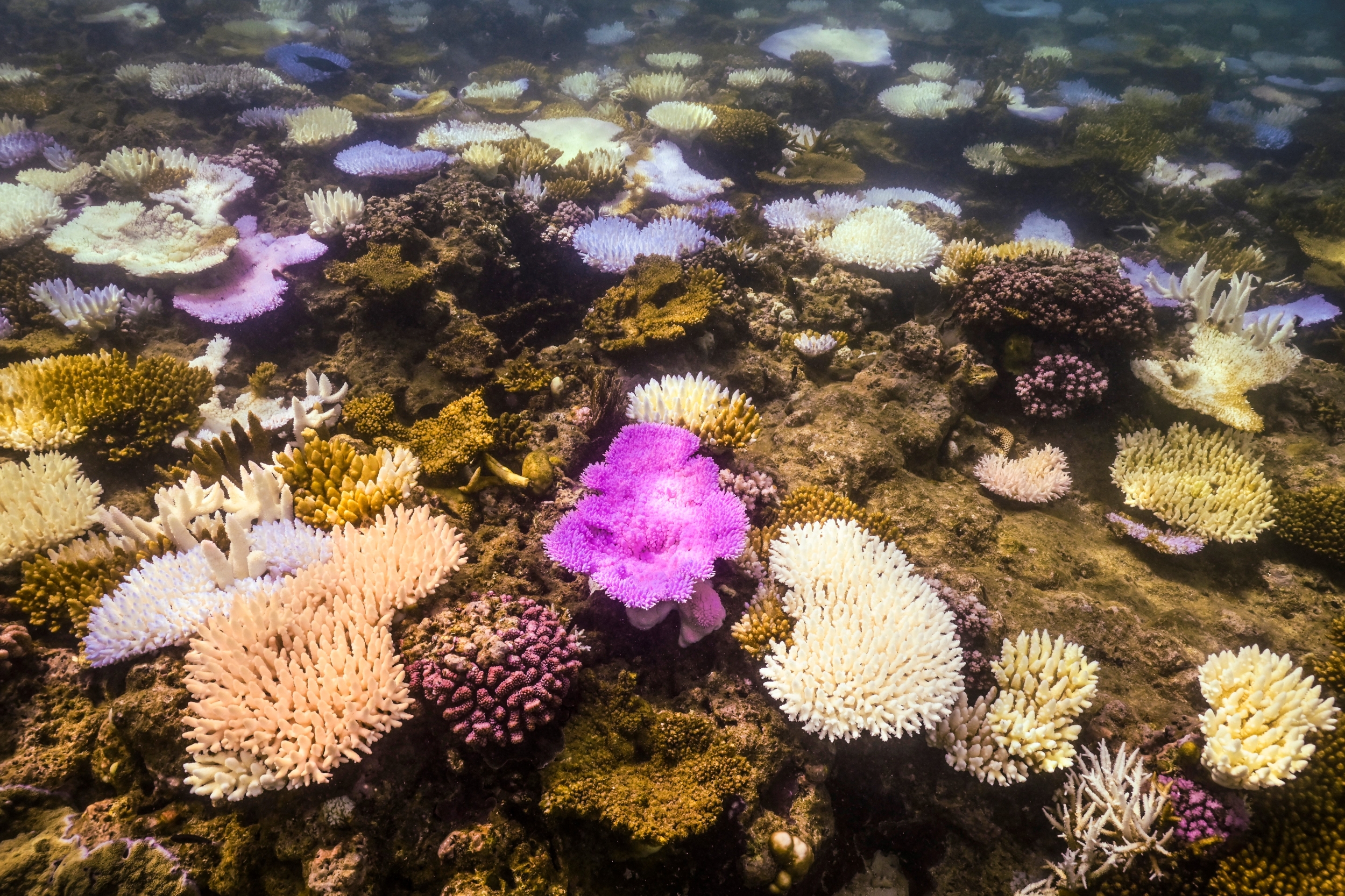 340 Reef-Building Coral Species Face Elevated Extinction Risk, and the Data Predate the 2023-2025 Global Bleaching
