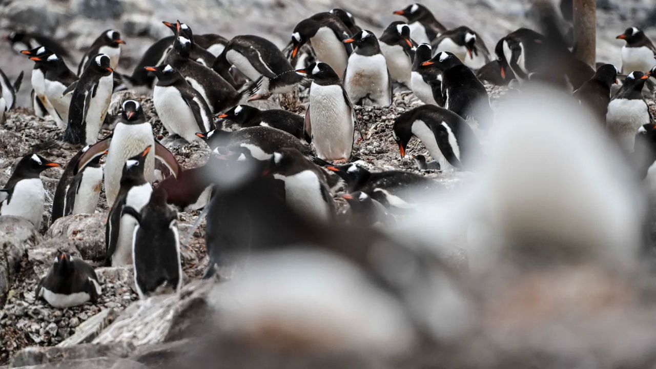Antarctic Penguin Die-Off First Blamed on Bird Flu Was Mostly Avian Cholera, New Study Finds