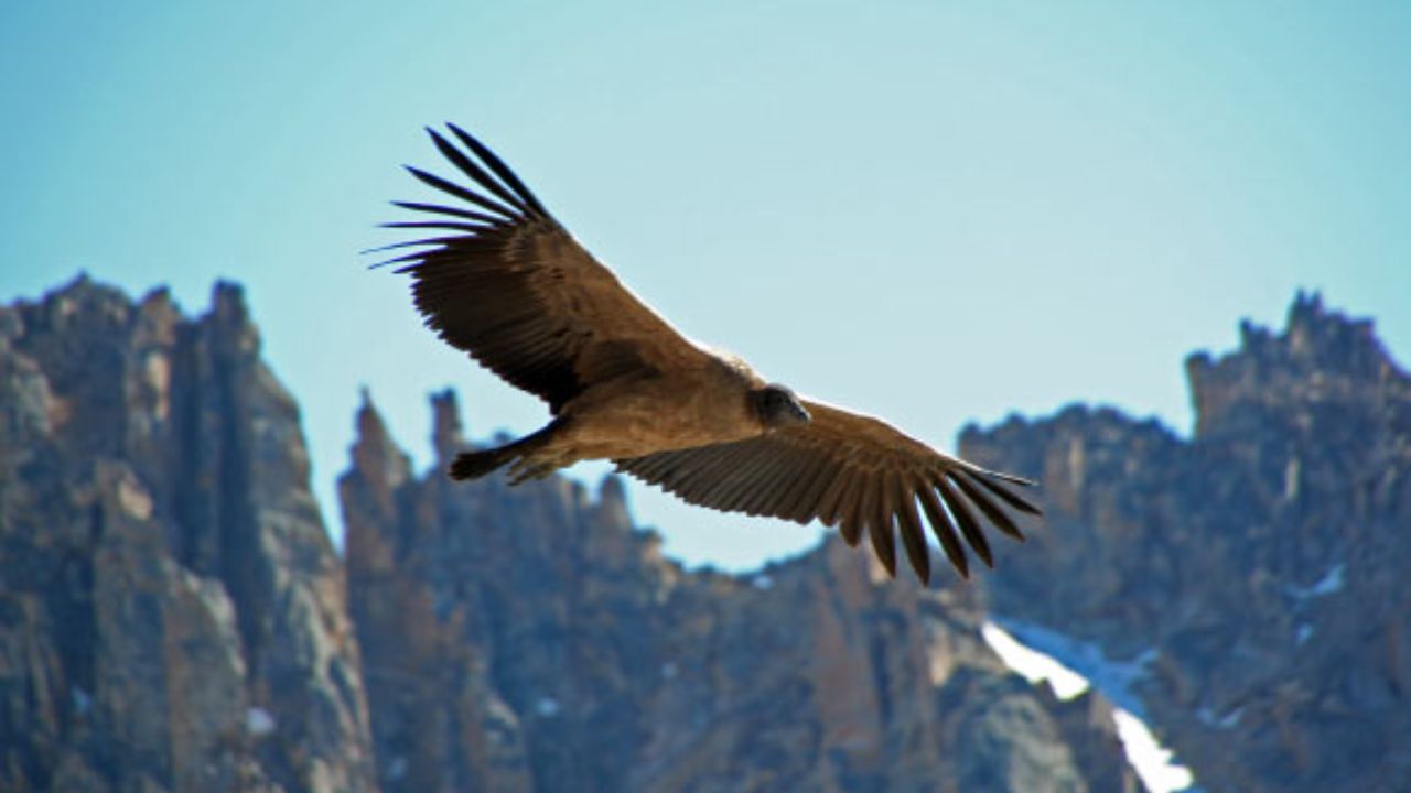 Andean Condors Flap Just 0.1% of the Time as a Huge Tracking Study Finds Soaring Can Beat Swimming as the Cheapest Way to Travel