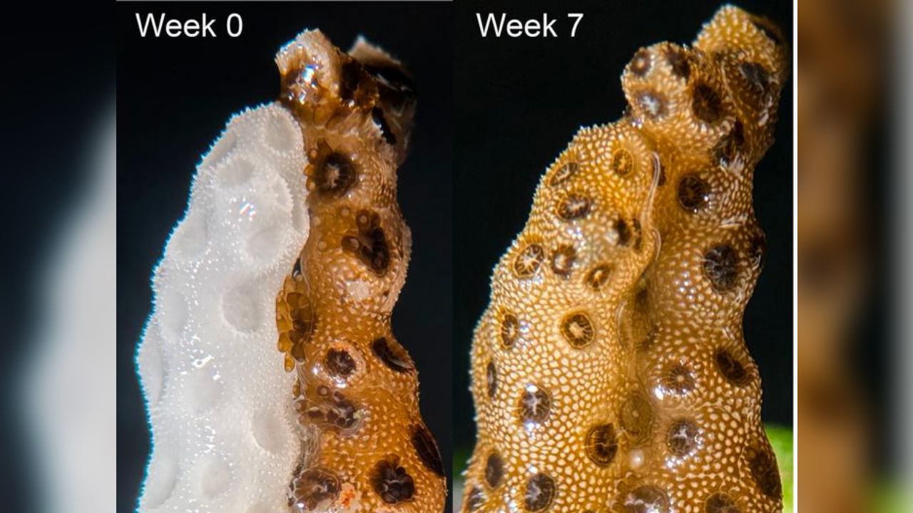 Bleached Coral Regained Its Color After One Week Touching a Healthy Neighbor, Stanford Lab Study Finds