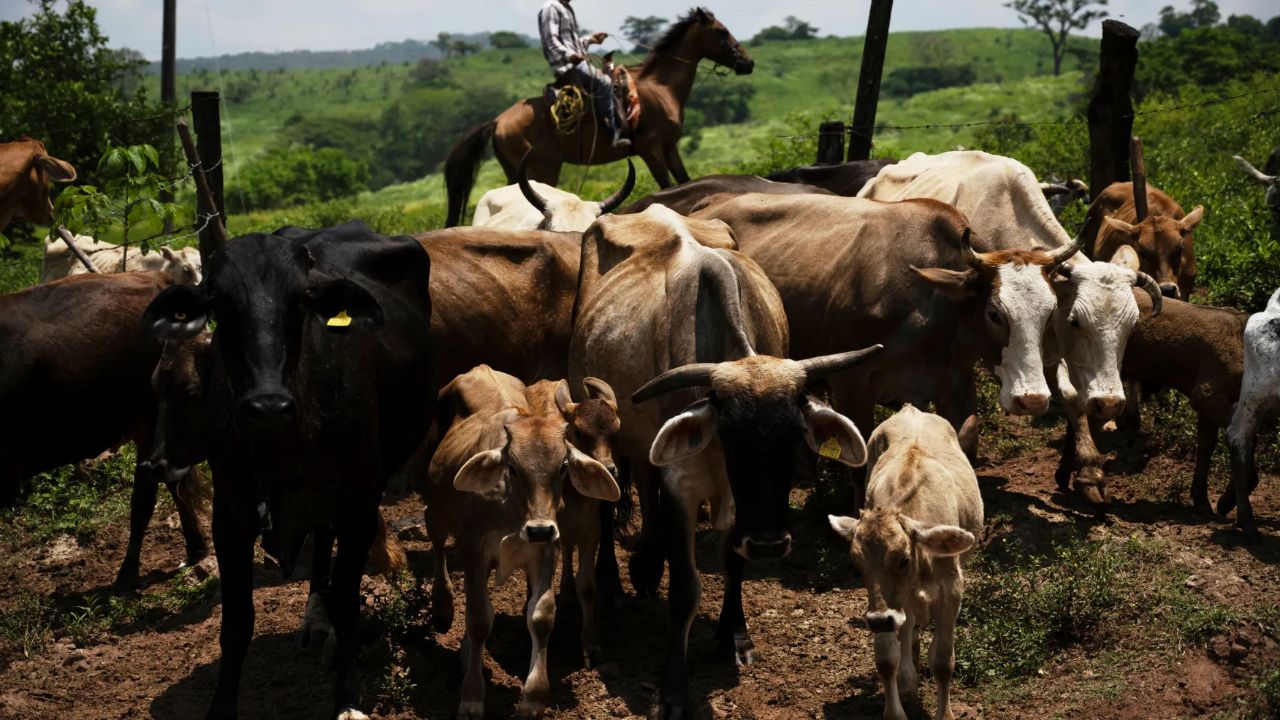 Grant County Horse and Calf Push U.S. Screwworm Count to 56 as New Mexico Merges Its Infested Zones