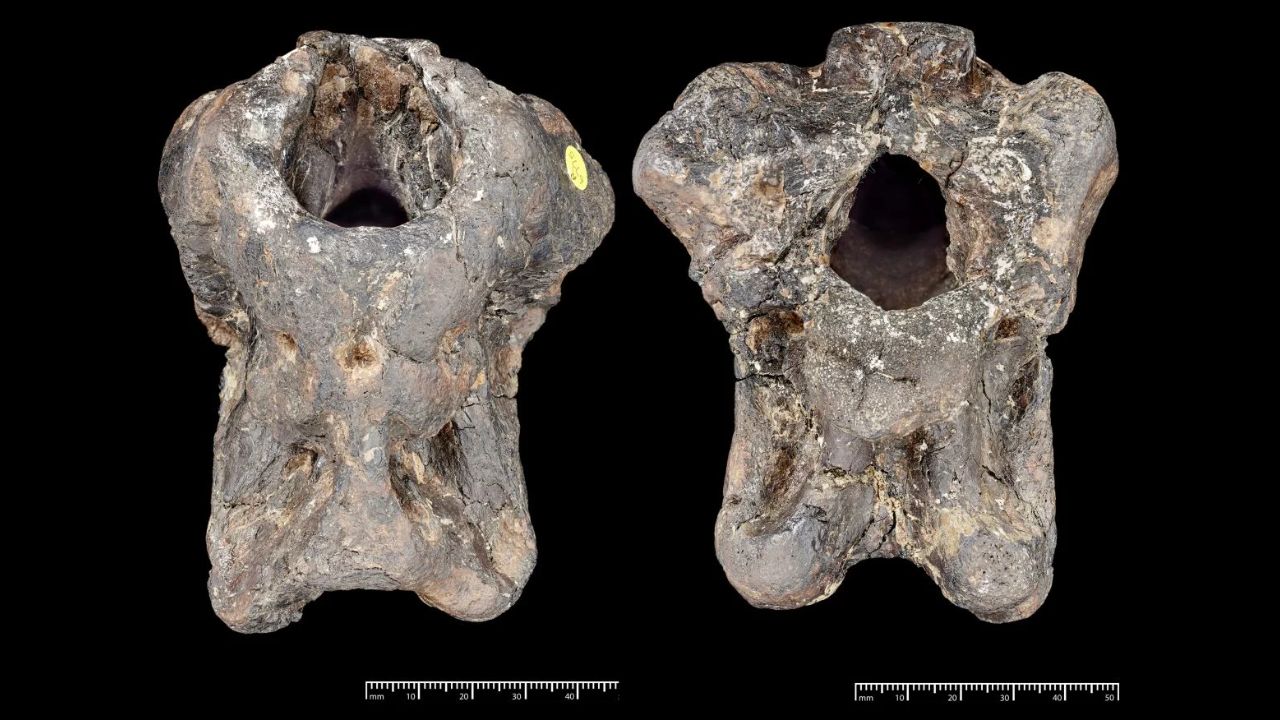 Skull Fragment Stored Since 1924 Reveals Invictibellatrix, Europe's First Known Giant-Clawed Megaraptoran