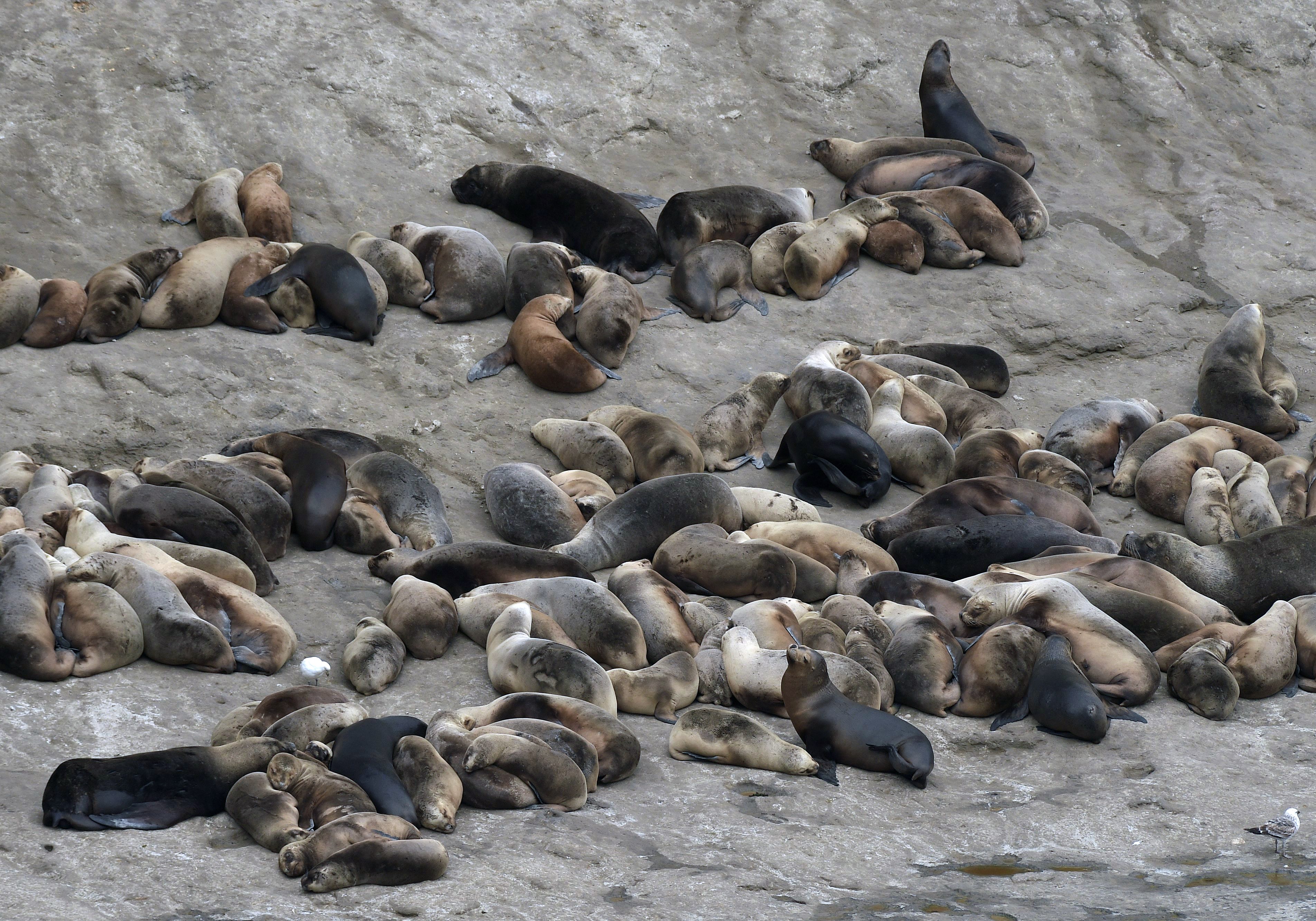 Bird Flu Reaches Macquarie Island's Elephant Seals as Scientists Brace for a Breeding-Season Die-Off