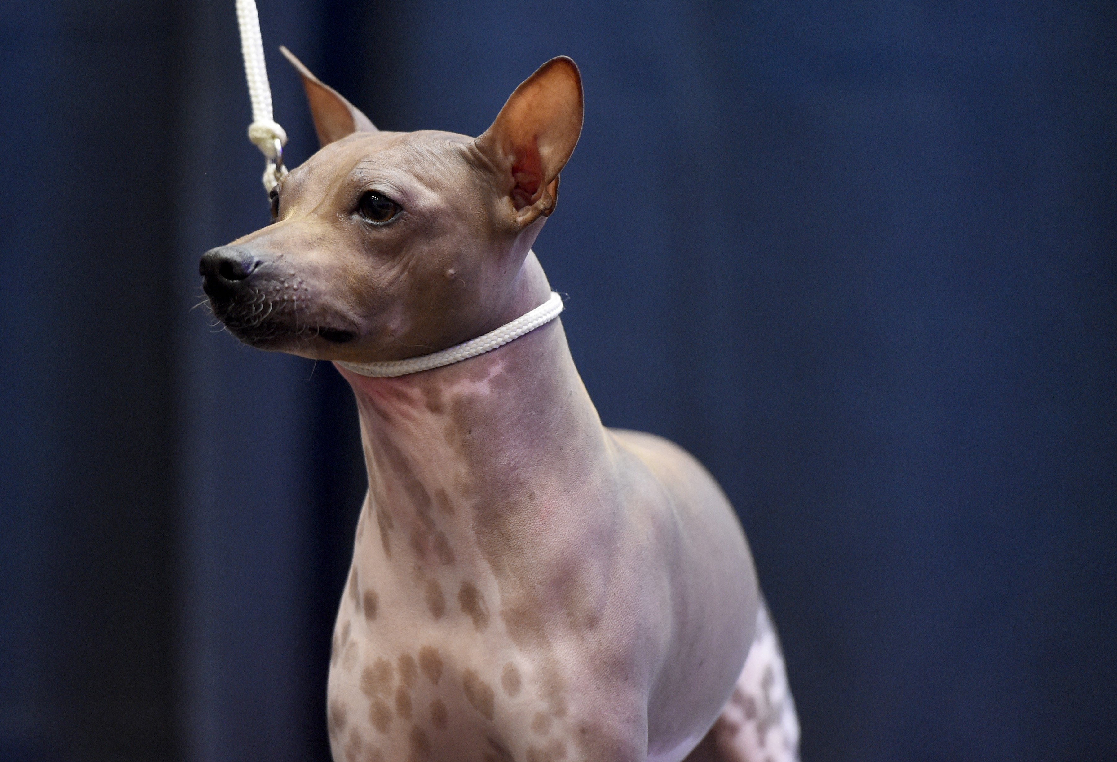 Hairless Puppies at a Wari Site in Peru Ate Like Human Children, Hinting at Organized Dog Breeding Before the Inca