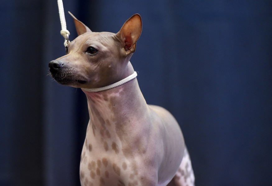 Peruvian Inca Rulers Hairless Puppies at a Wari Site in Peru Ate Like Human Children ...