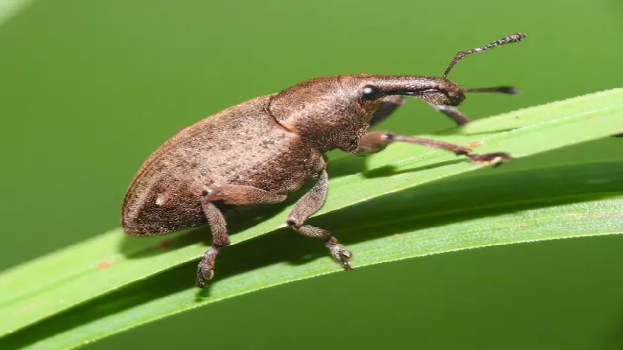 USDA Authorizes Release of a Flowering Rush Weevil as Washington and Montana Labs Rear the First Insects