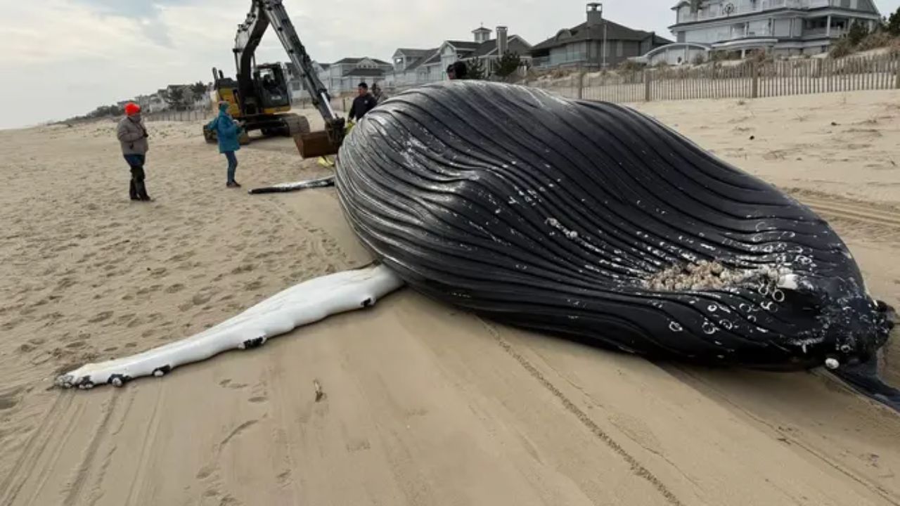 Necropsy Finds a Ship Strike Killed a Young Humpback Near Oregon's Fort Stevens as West Coast Whale Entanglements Stay High