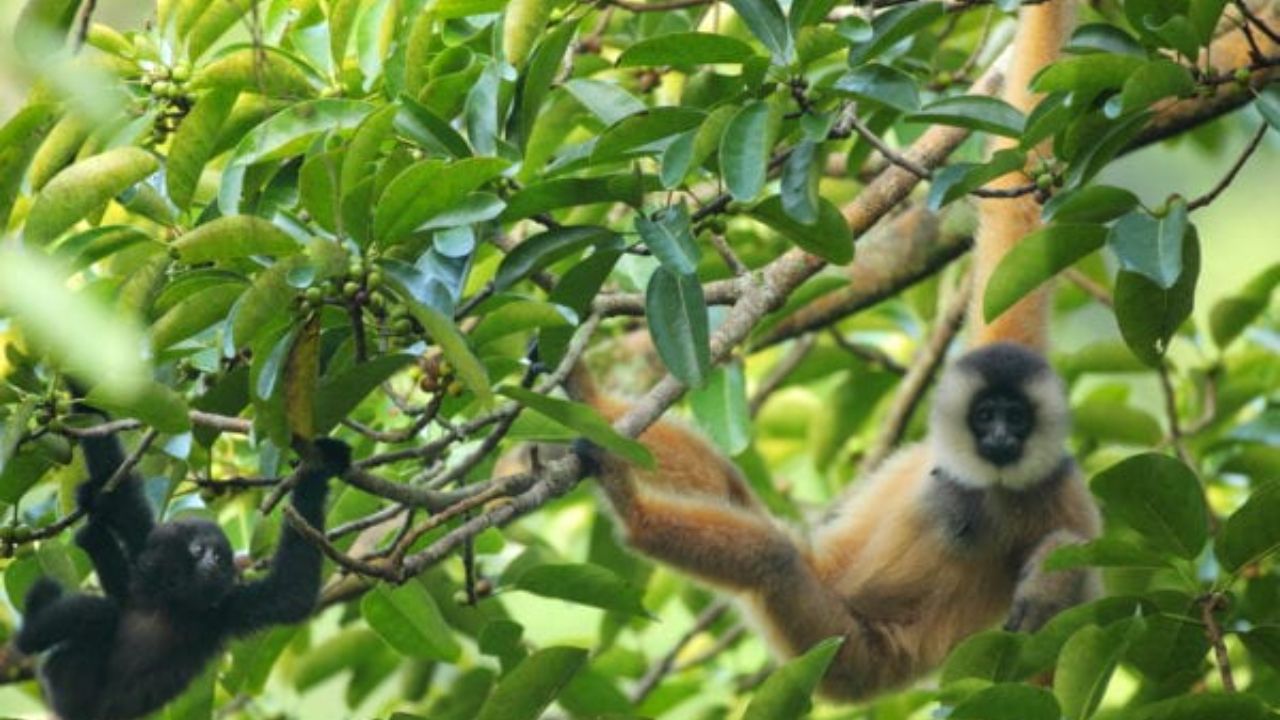 Survey Finds as Many as 89 Cao Vit Gibbons, Hinting the World's Second-Rarest Ape Is Slowly Recovering