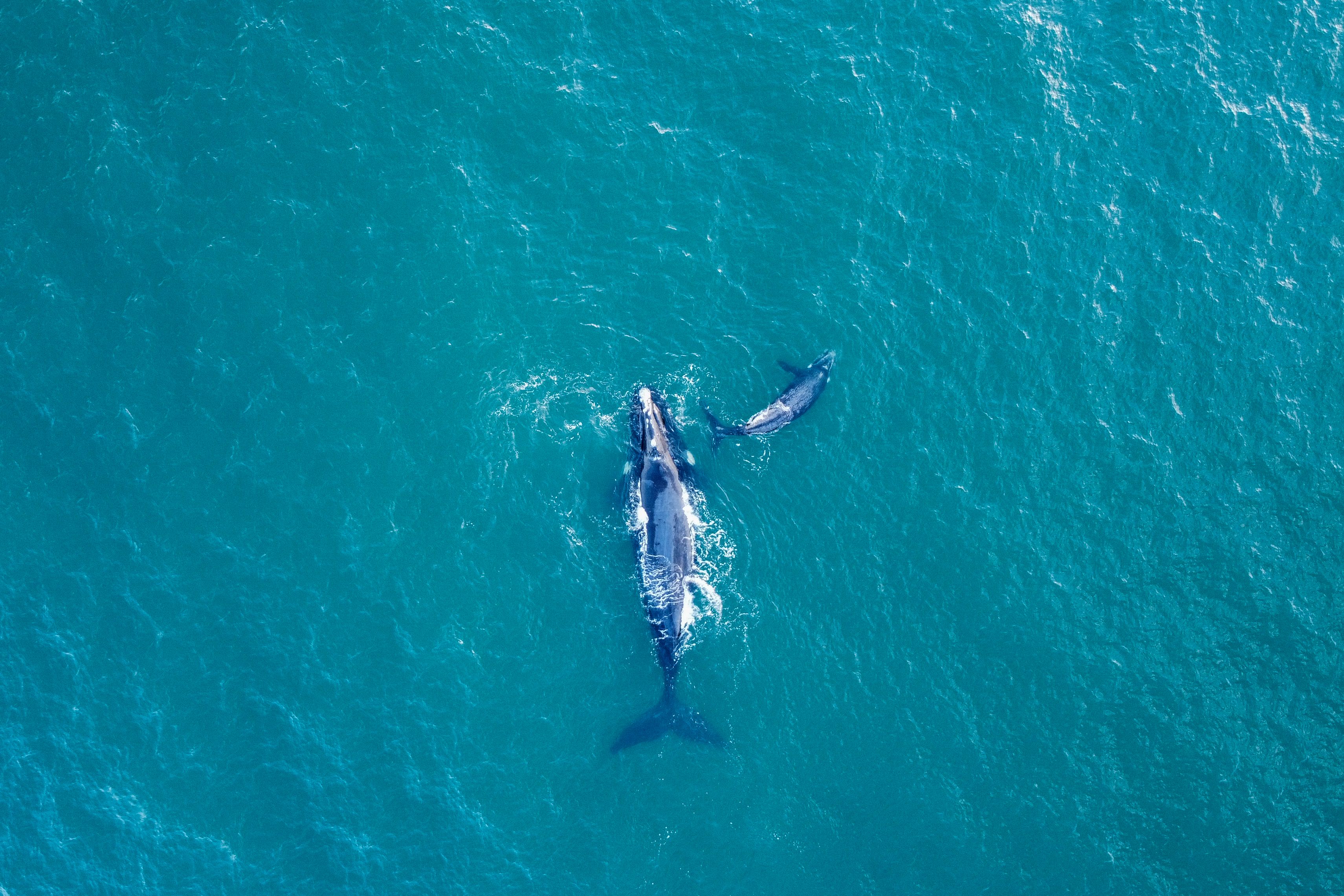Satellite Tags Show Detouring Southern Right Whales Left a Month Early and Still Reached Their Feeding Grounds on Time