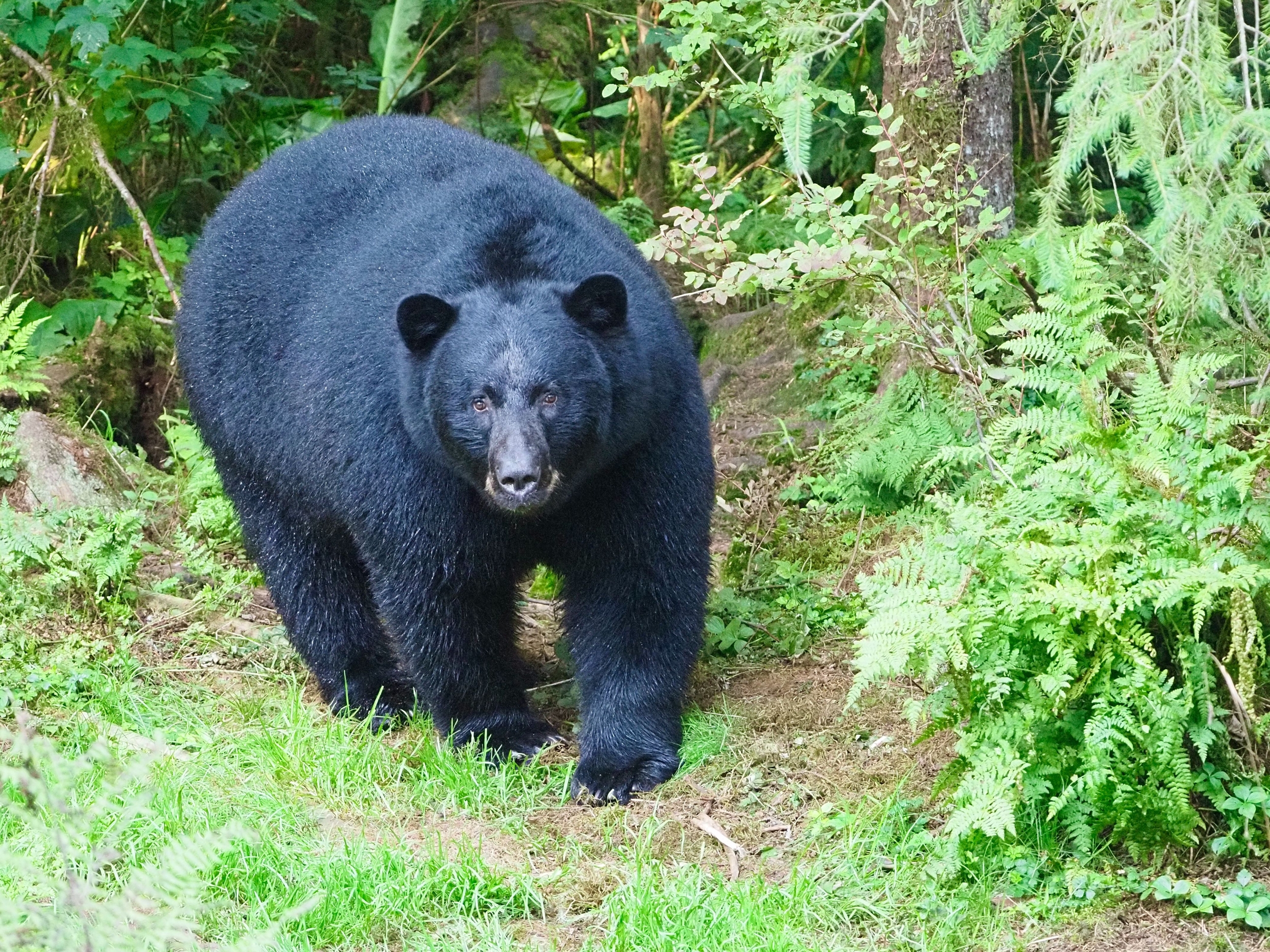 Washington Wildlife Officers Kill a Black Bear After It Attacked a Woman Tracking It with Her Dog
