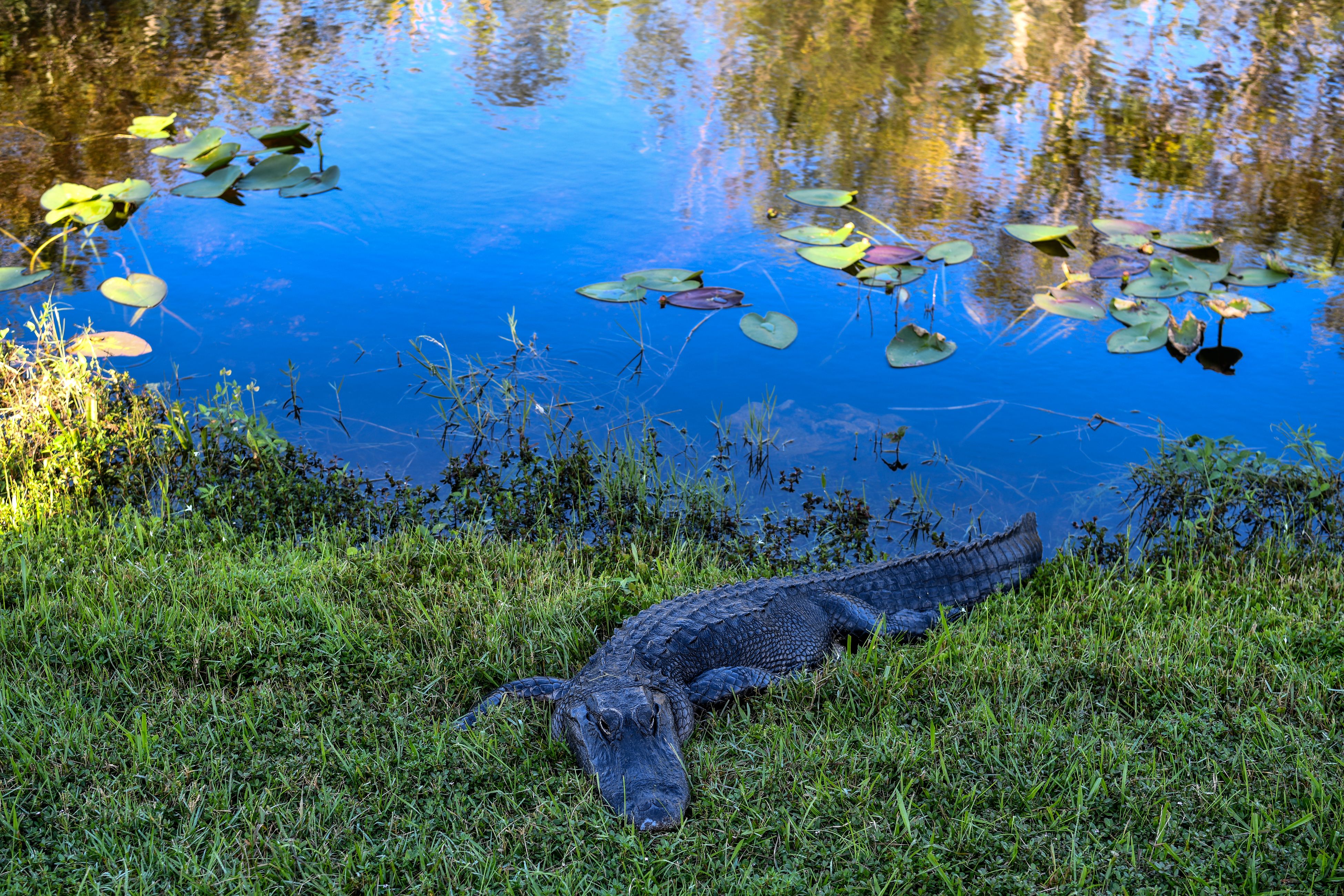 A 71-Year-Old Fisherman's Death on Lake Apopka Is Florida's Second Fatal Alligator Attack of 2026 and the 34th Since 1948