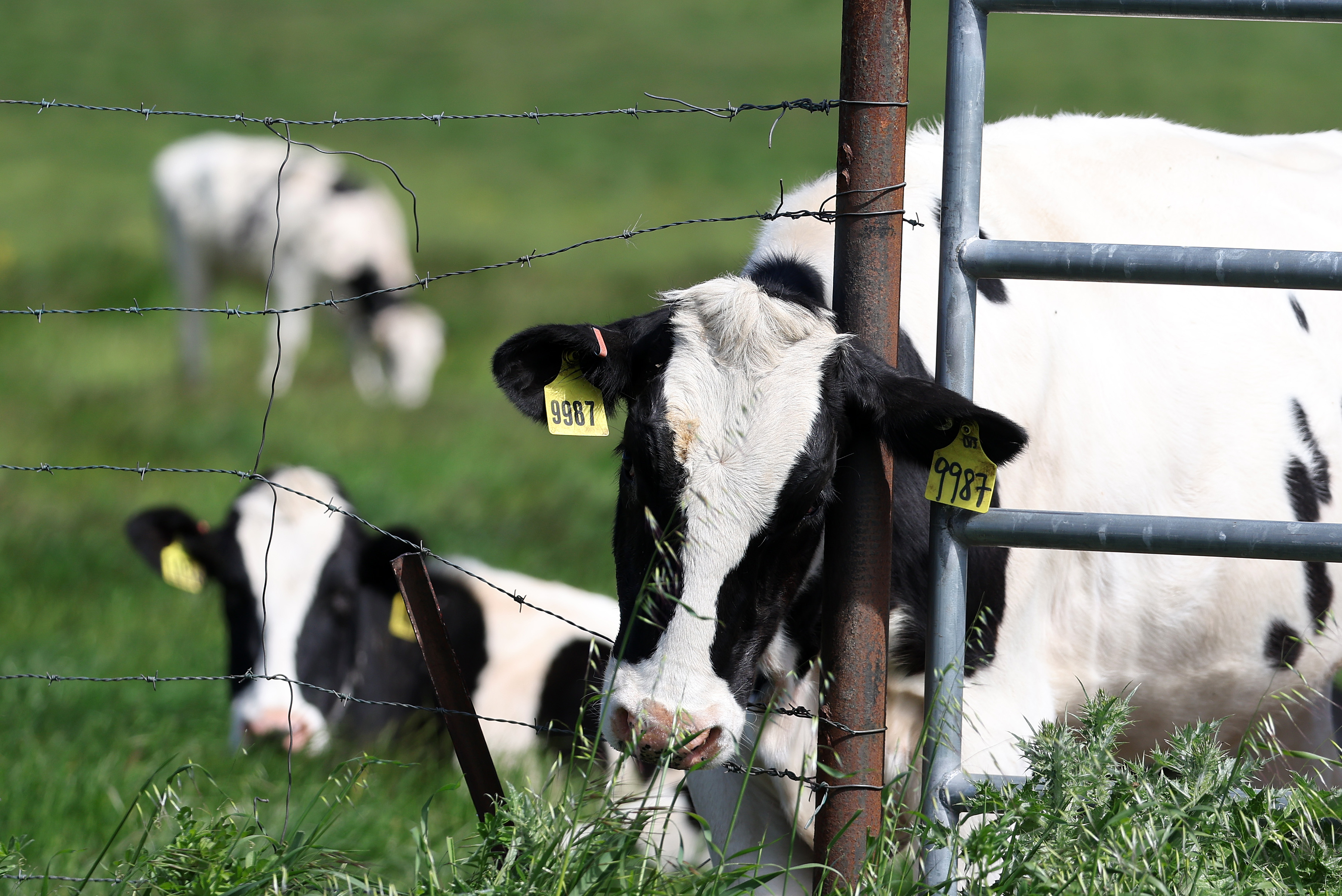 Bird Flu Reached a Yakima County Resident Exposed to Infected Cows One Week After Washington's First Dairy Herds Were Confirmed
