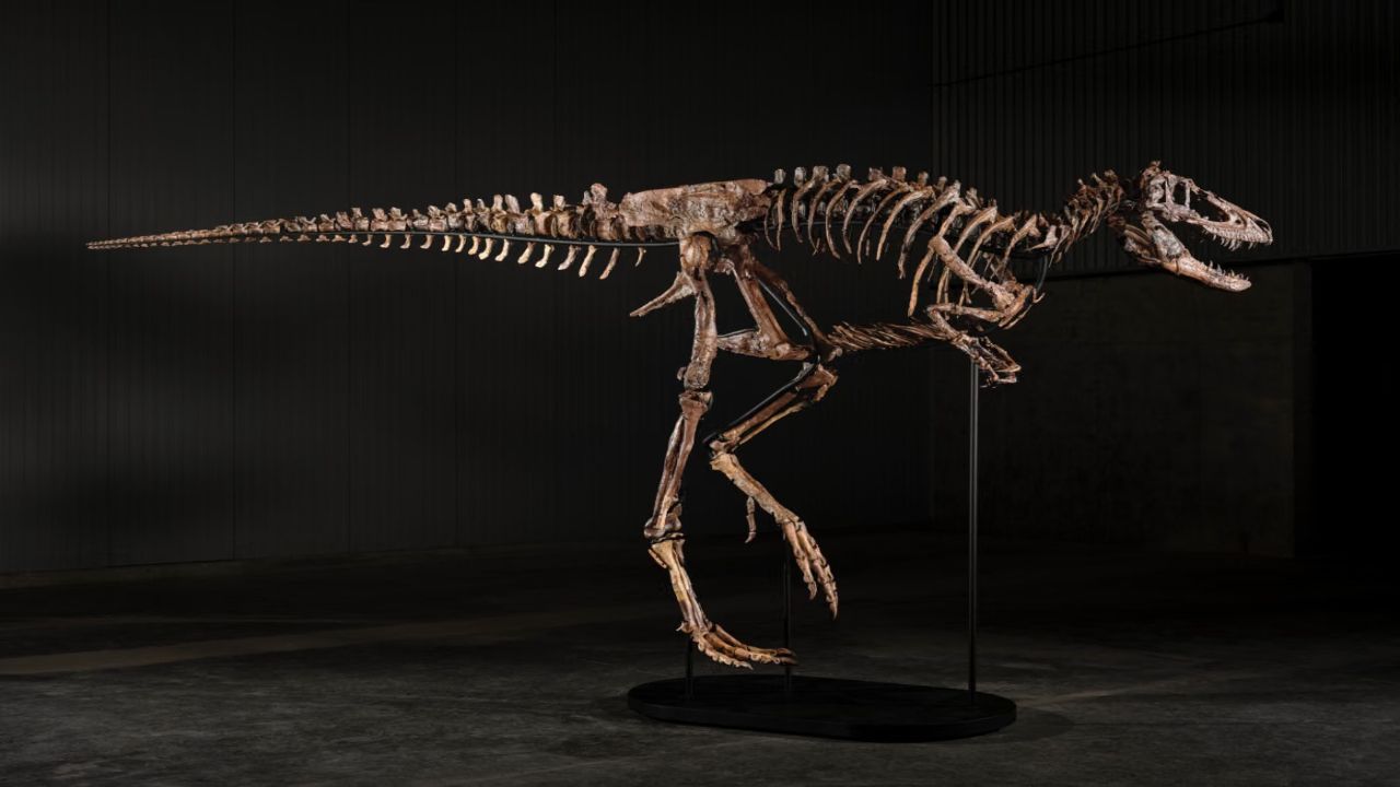 Once Sold as a $20 Million Juvenile T. Rex, the Nanotyrannus Called Jodi Heads to Sotheby's with a $6 Million to $9 Million Estimate