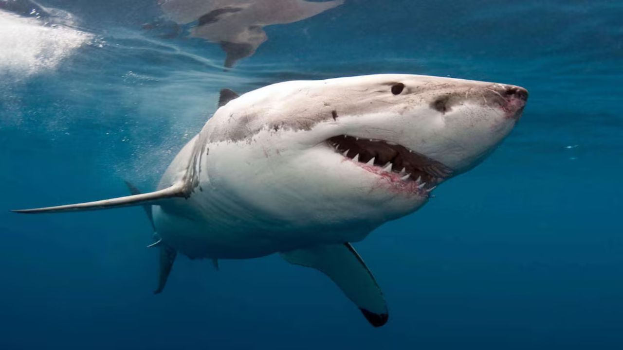 Scientists Say Wounds Point to a Great White in Fatal Orient Beach Shark Attack as Two South African Beaches Prepare to Reopen