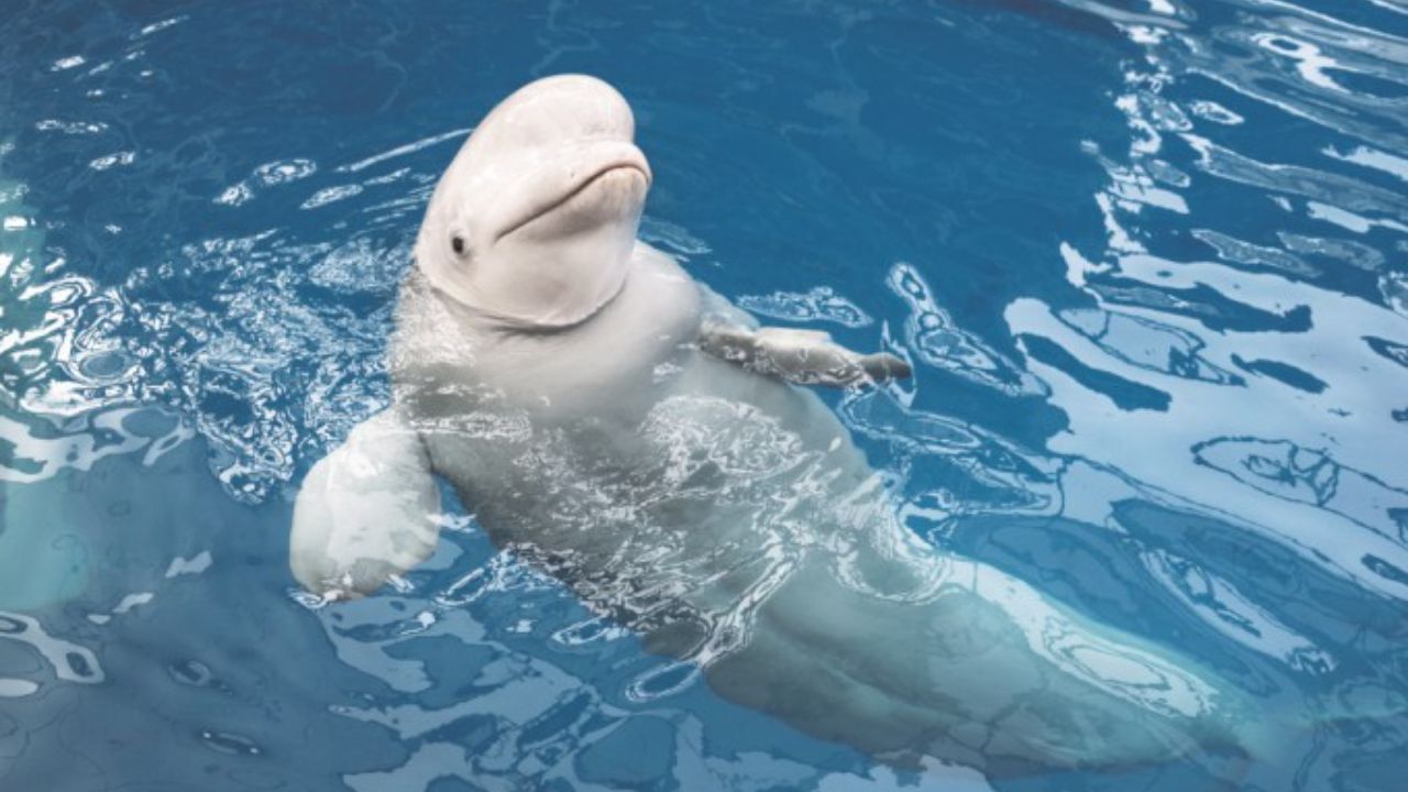 Rare Beluga Filmed in Ireland's Donegal Bay May Be the Same Lone Whale Seen in Scandinavia This Summer