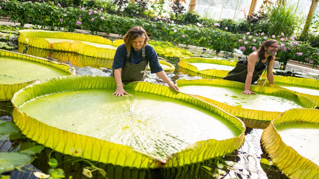 Victoria colombiana's Survival Now Rests on a Colombian Ramsar Wetland, Indigenous Guides and a Bogotá Seed Program