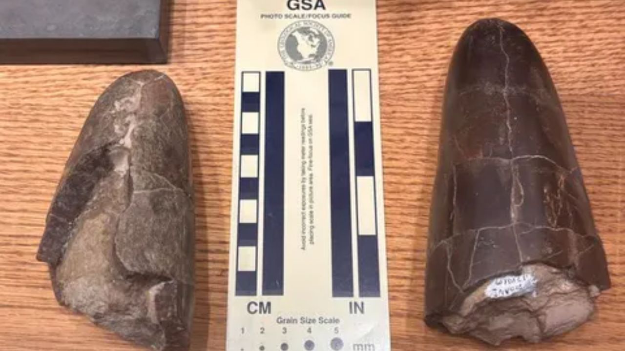 Wyoming Fossil Hunters Call Them Squid Butts, and Two Unusually Chunky Ones Turned Out to Be a New 160-Million-Year-Old Belemnite