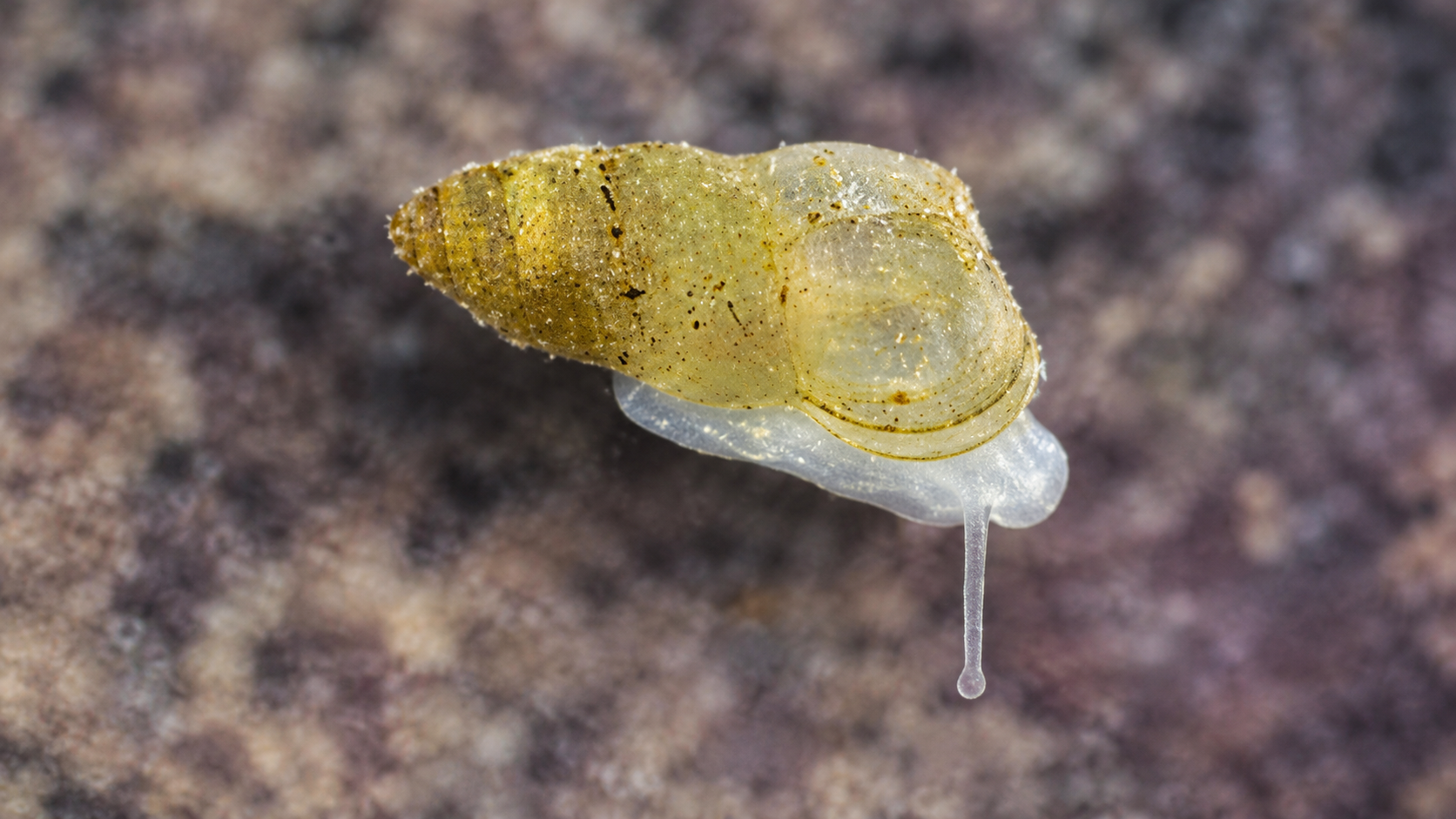China's First Freshwater Cave Snail Has No Eyes and a See-Through Shell, and Only Three Living Adults Have Been Found