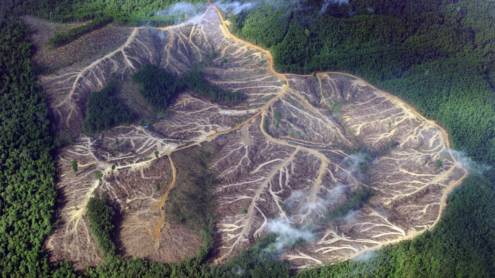 For Every $1 Spent Protecting Nature, About $30 Flows to Activities That Damage It, UN Chief Says as COP17 Talks Get Underway