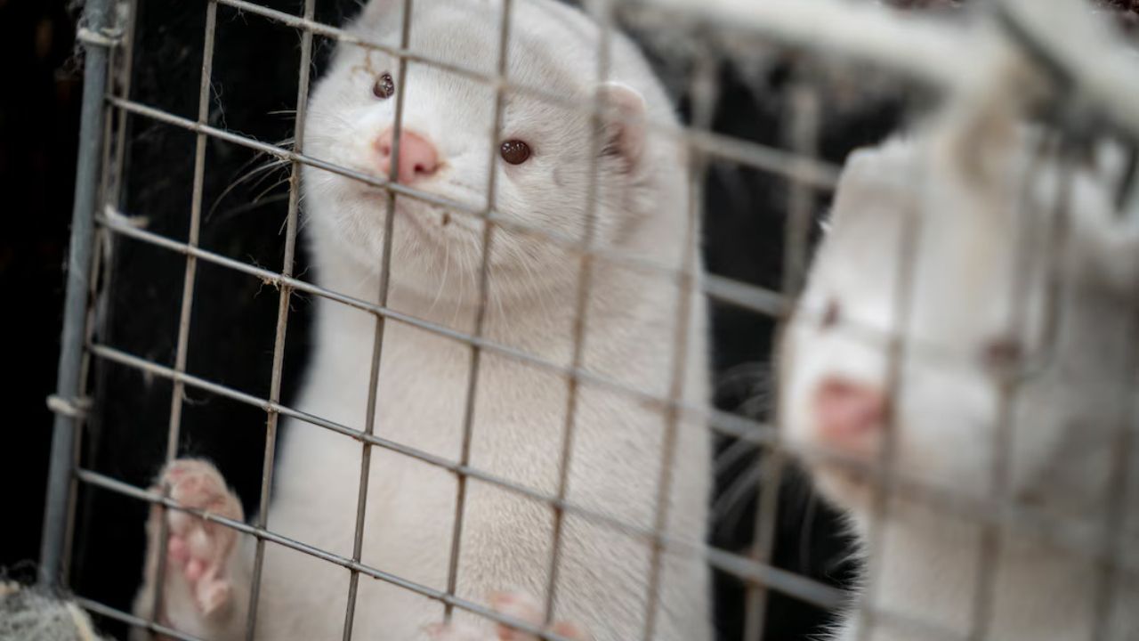 Utah Has No Plan to Cull Bird Flu Mink as Genomes Reveal a Mutation Also Found in Spain's Fur Farm Outbreak