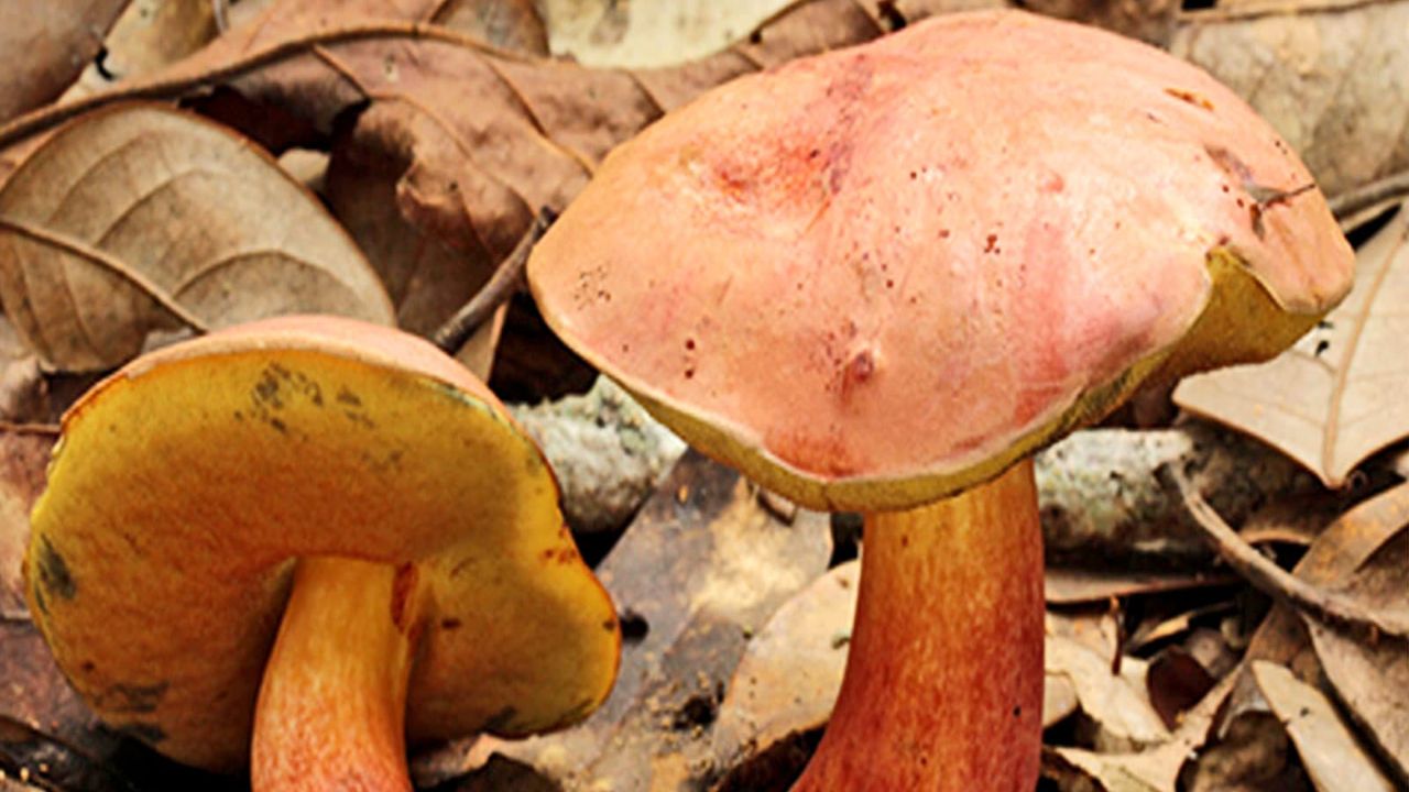 Tiny Elves Swimming in Soup and Tumbling Off Tables: Scientists Trace the Visions to One Asian Mushroom