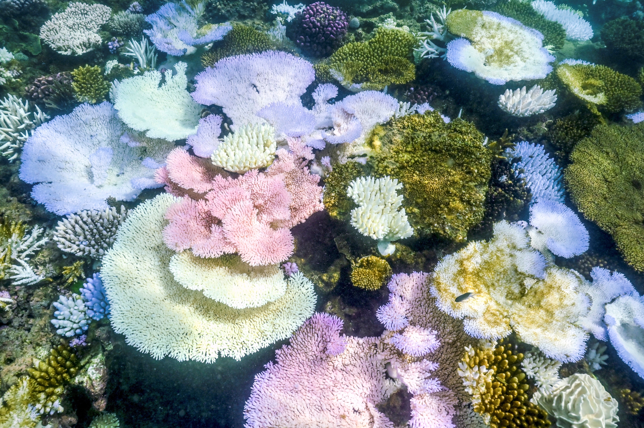 Nearly All Shallow Coral Reef Ecosystems Are Now Rated Critically ...