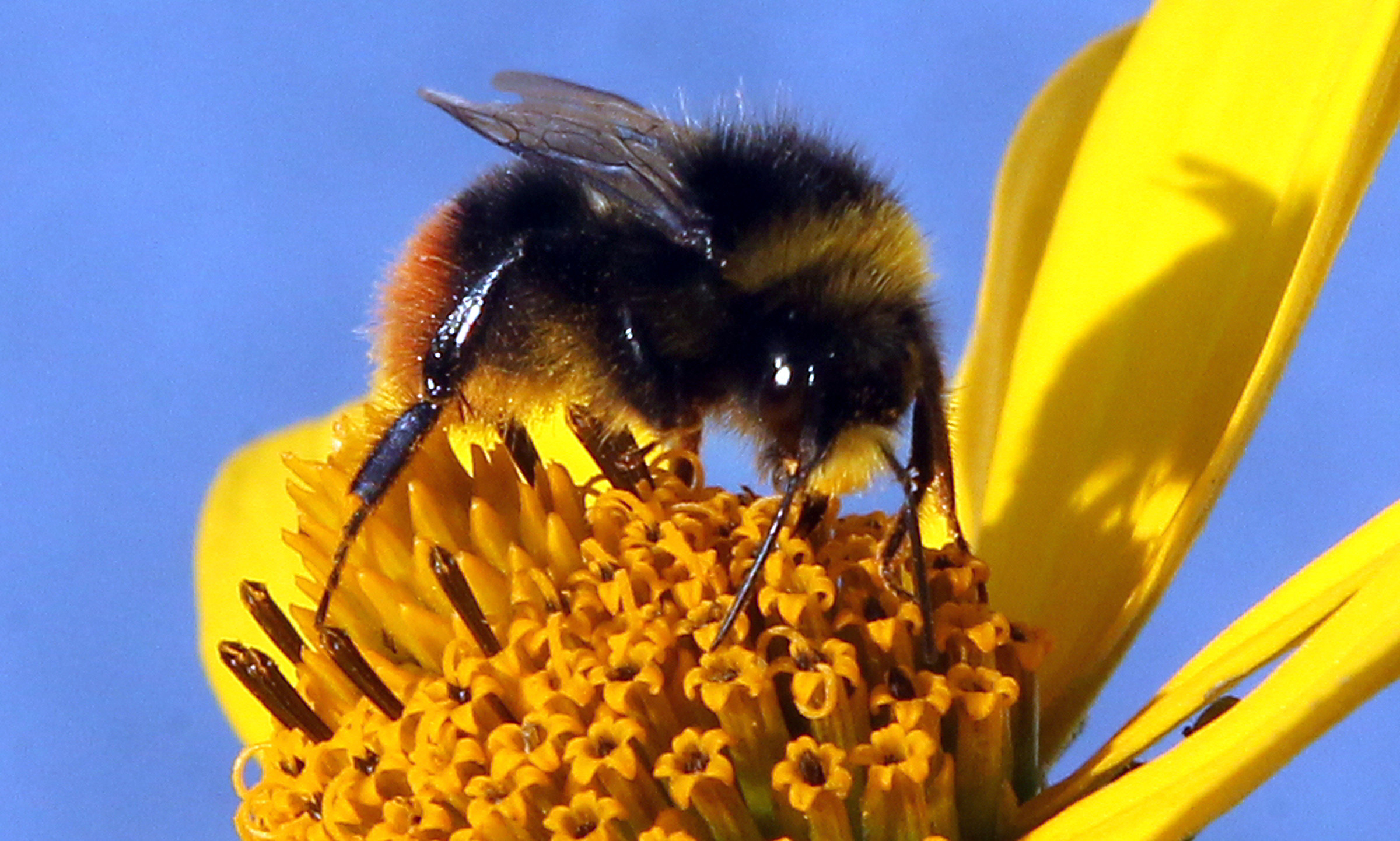 Honeybees Pushed Wild Bees Off Flowers in a Two-Year English Study, Raising New Questions for Backyard Beekeepers