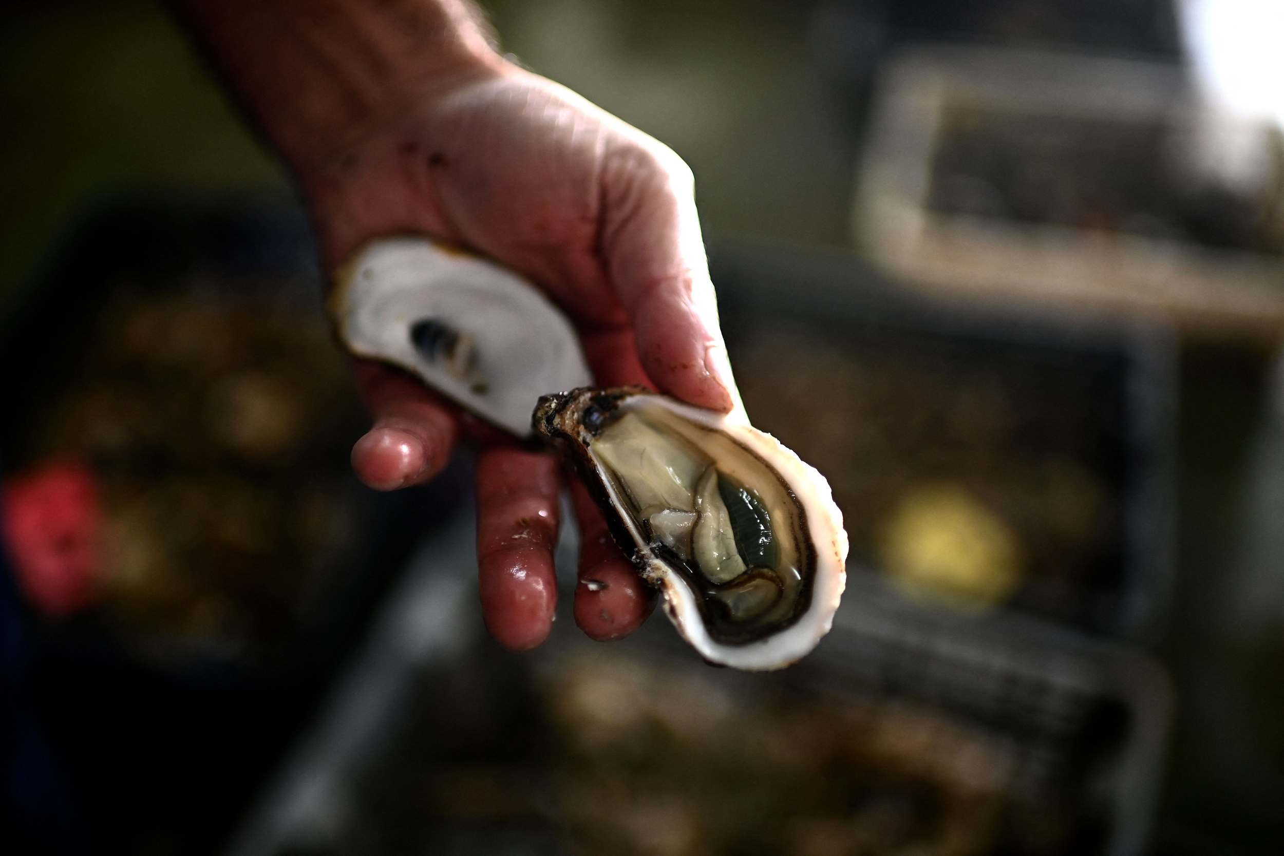 Virginia Finds the Outbreak's Salmonella Type in All Four Tested Oyster Leases as CDC Tracks Five Fall Outbreaks, From Shellfish to Pet Turtles